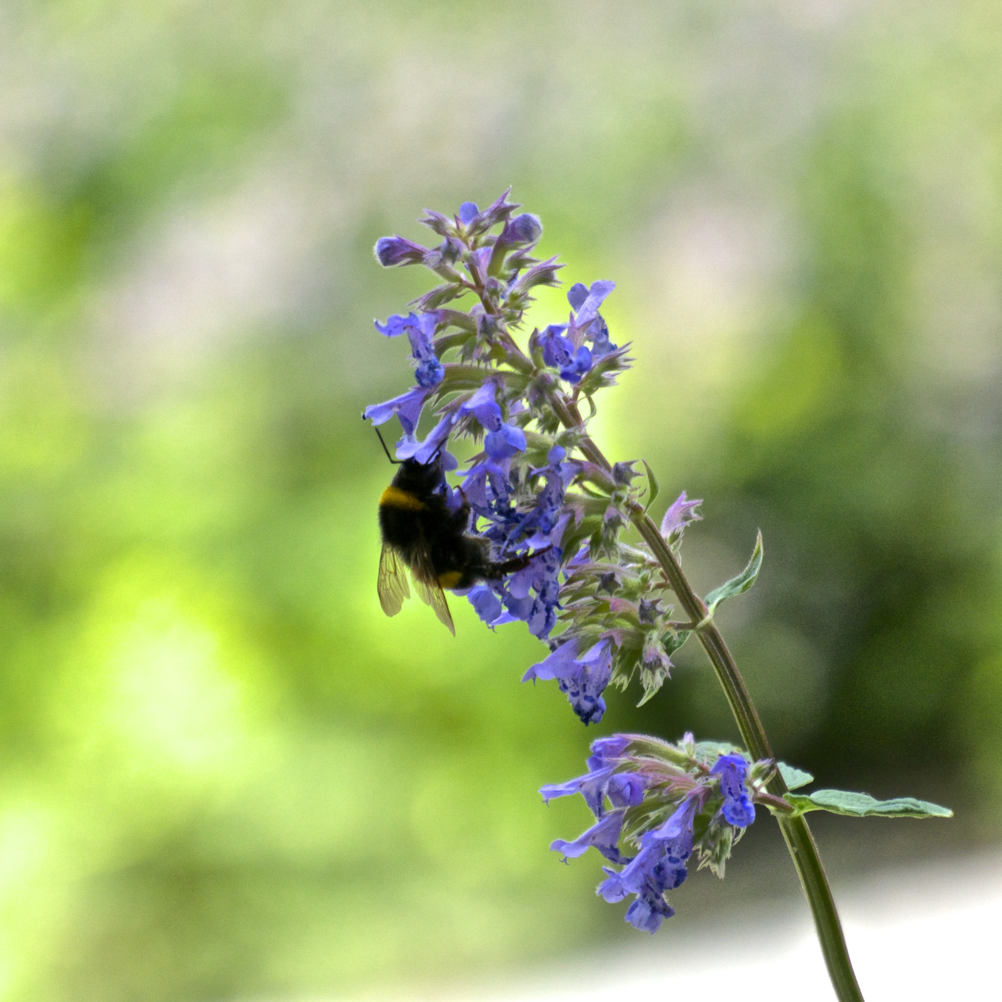 Nikon 1 Nikkor VR 30-110mm F3.8-5.6 sample photo. Be a bee photography