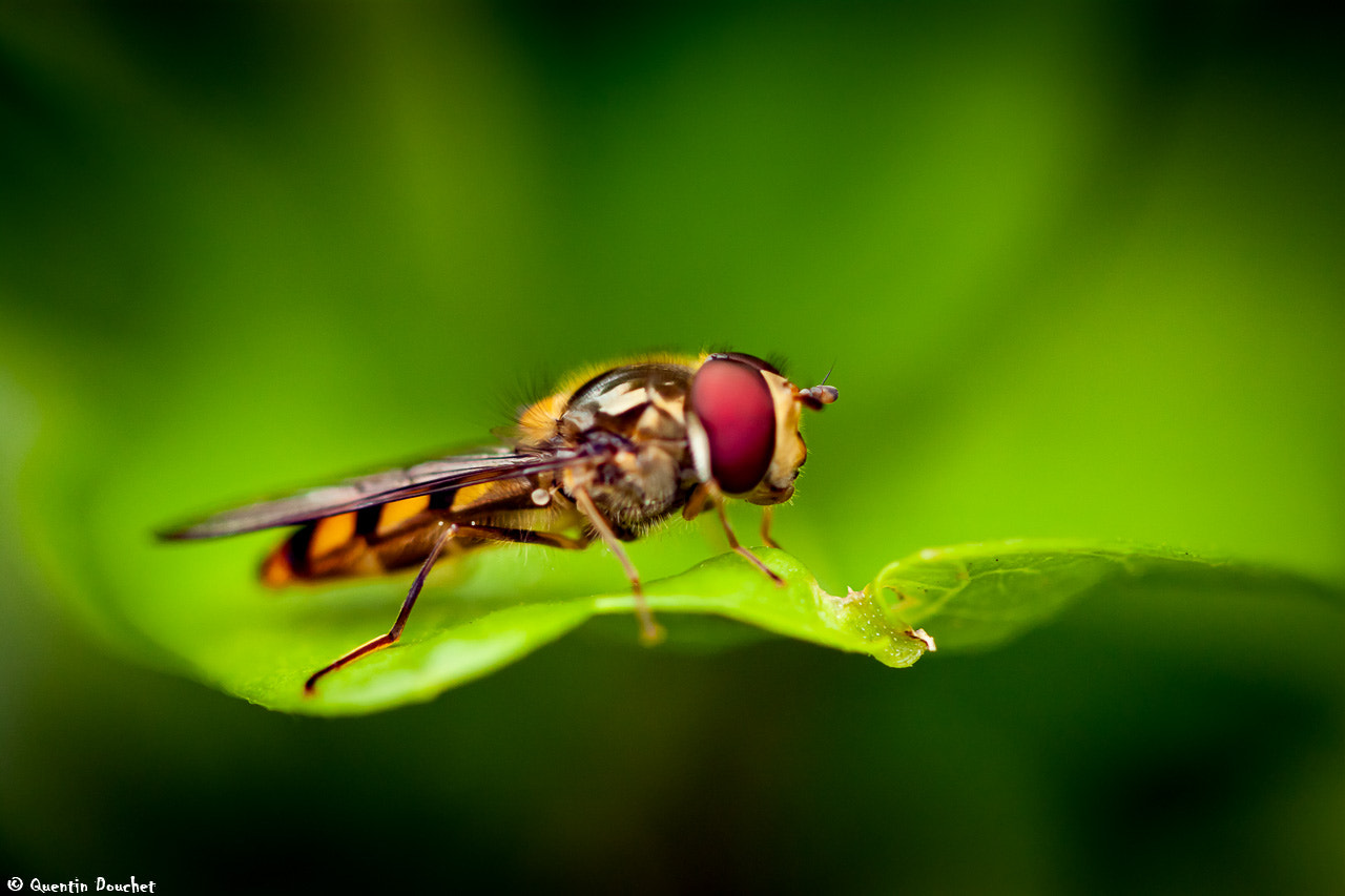 Canon EF 100mm F2.8 Macro USM sample photo. Syrphe photography