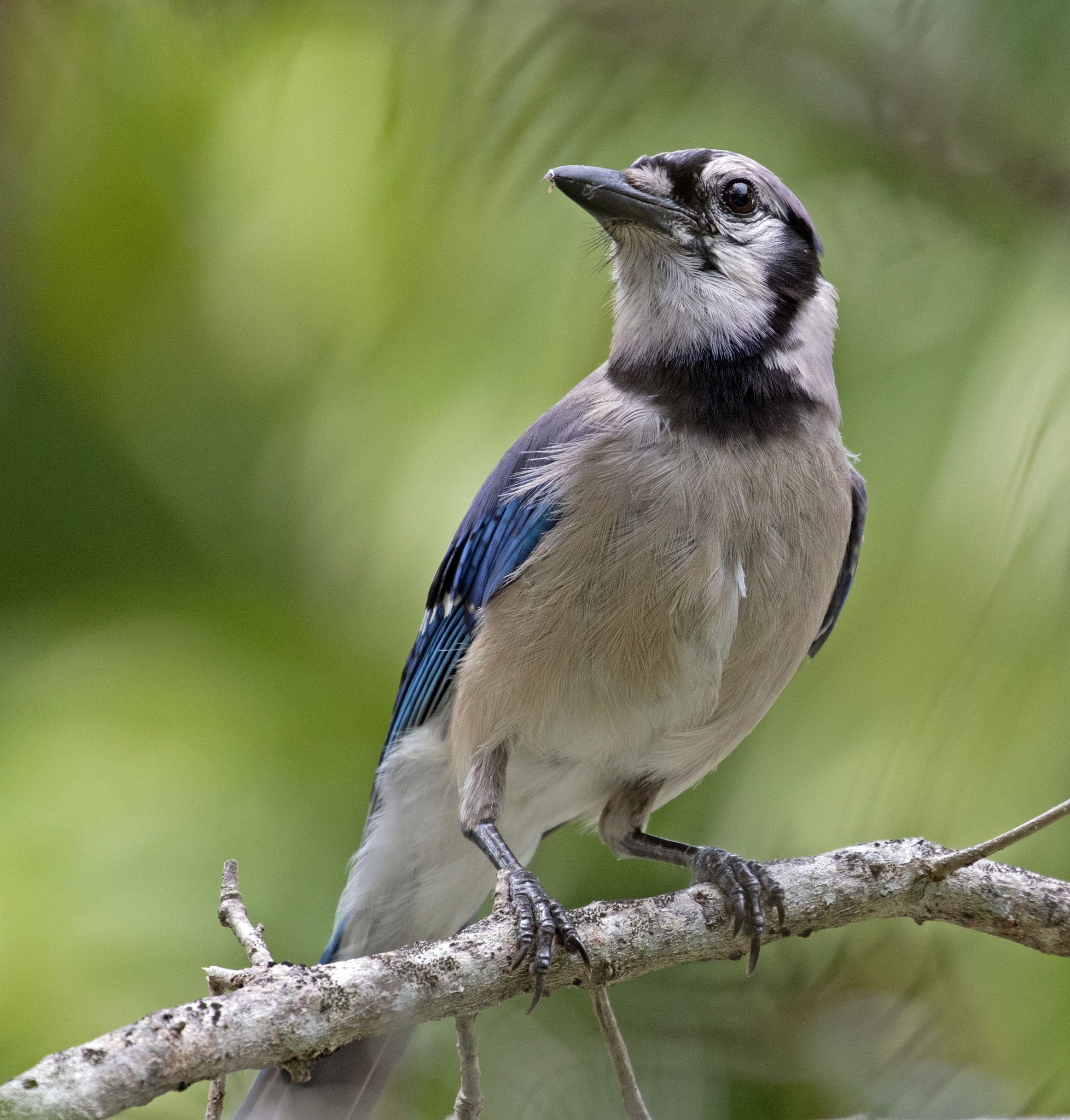 Canon EOS 7D Mark II + Canon EF 100-400mm F4.5-5.6L IS II USM sample photo. Bluejay photography