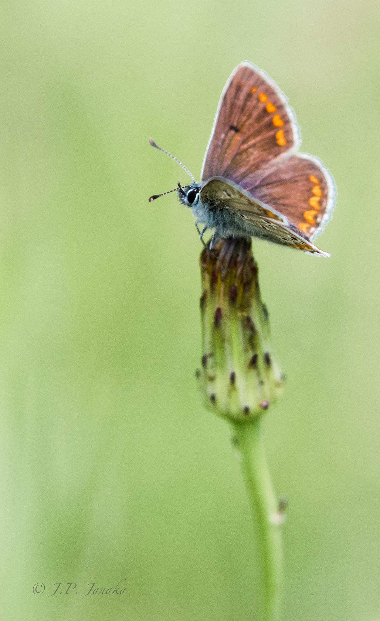 Canon EF 100-400mm F4.5-5.6L IS II USM sample photo. Chalk hill blue photography