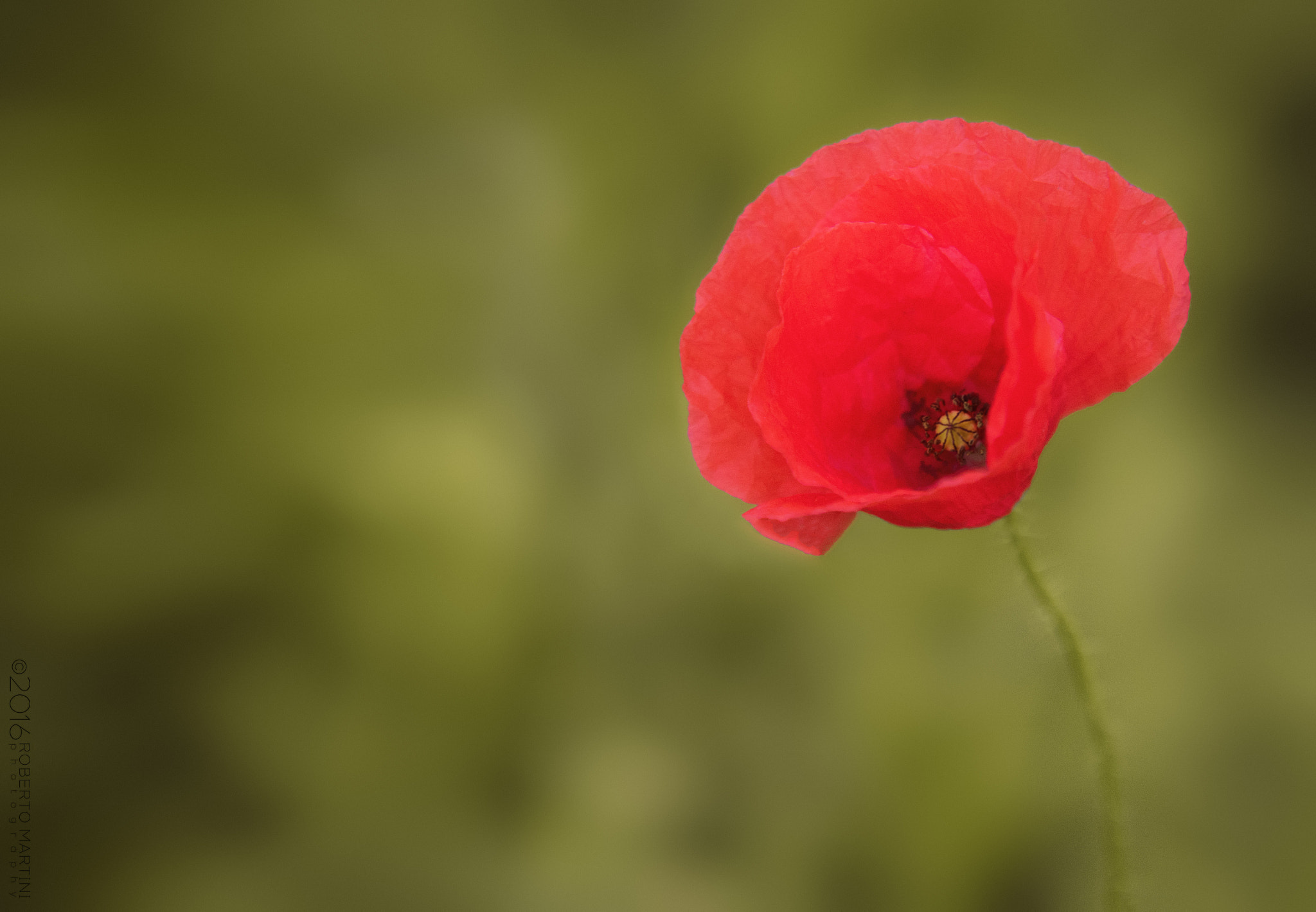 Sony ILCA-77M2 + 70-200mm F2.8 sample photo. Poppy photography
