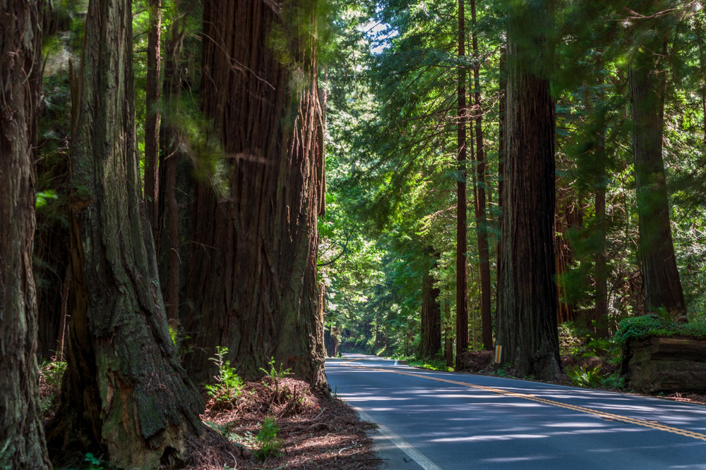 Canon EOS-1Ds Mark II sample photo. Redwood gentle giants photography