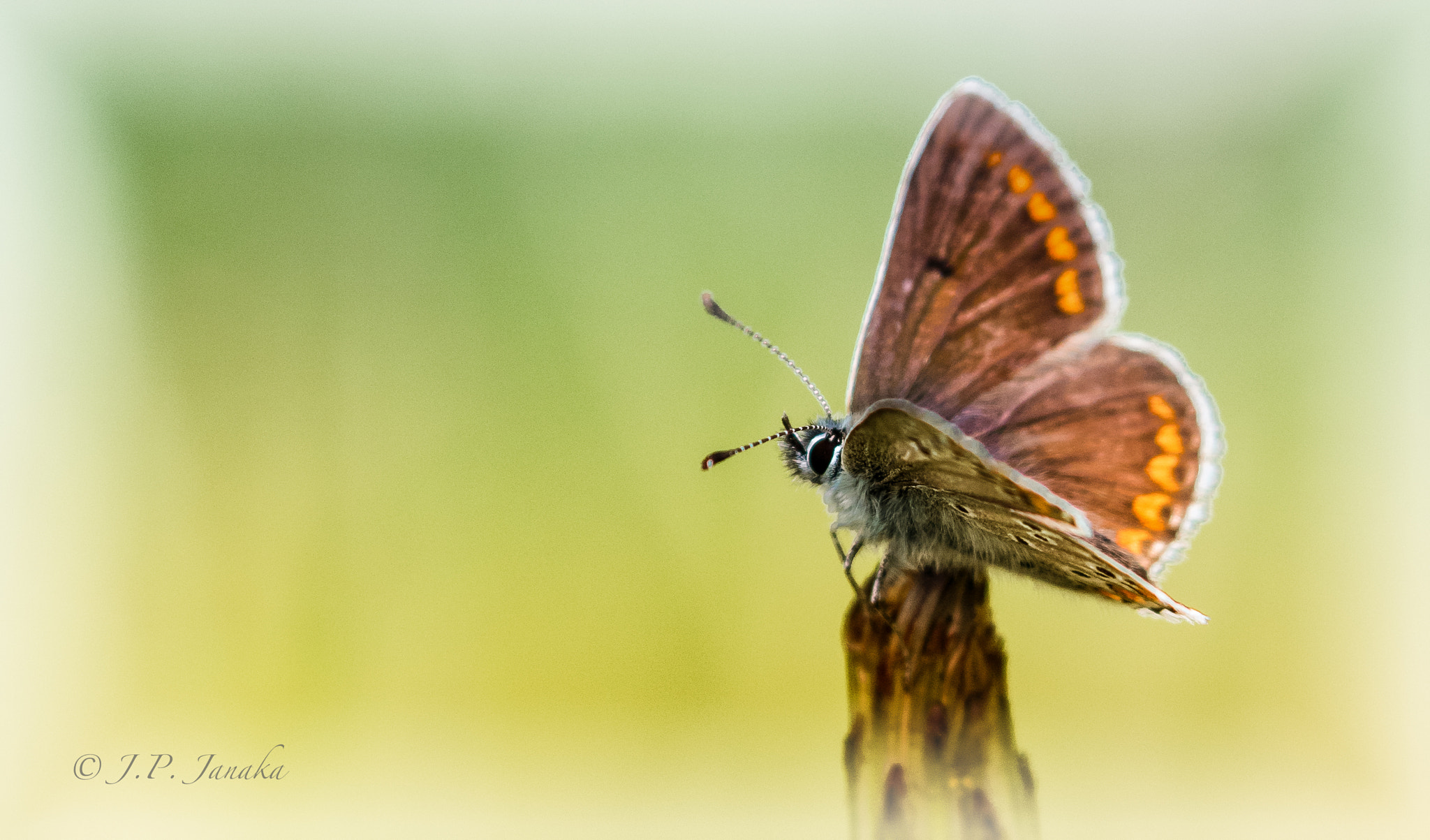 Canon EF 100-400mm F4.5-5.6L IS II USM sample photo. Chalk hill blue photography
