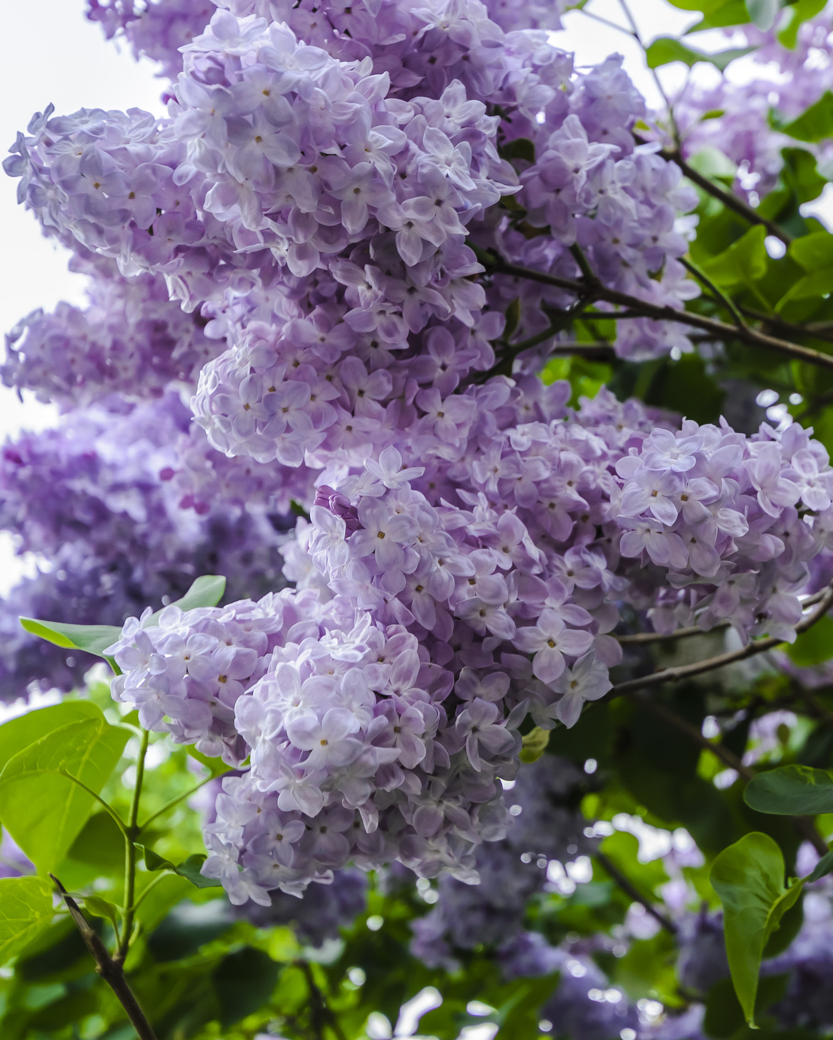 Nikon D3100 sample photo. The spring in kyiv photography