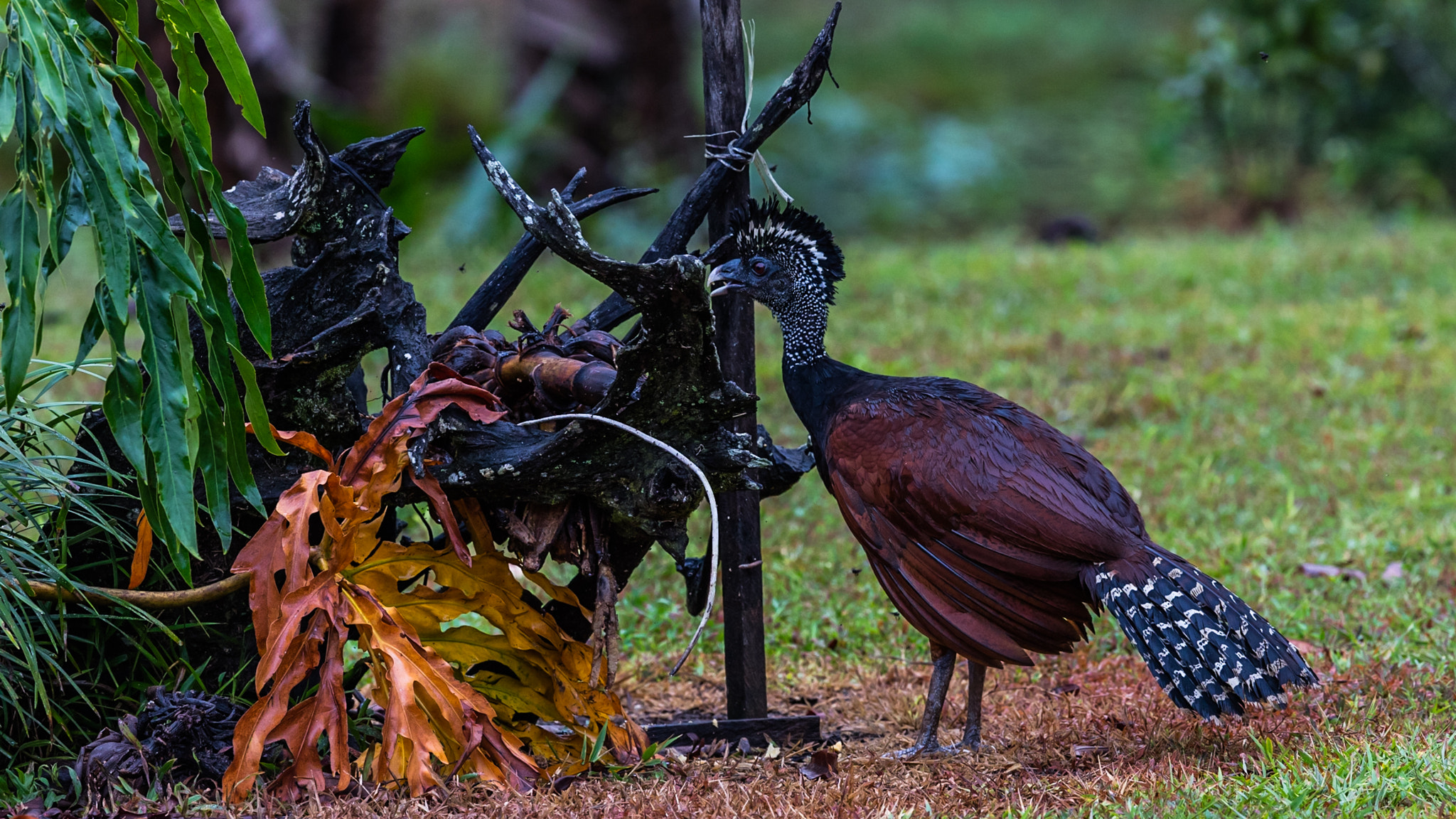 Canon EF 300mm F2.8L IS II USM sample photo. Curassow photography