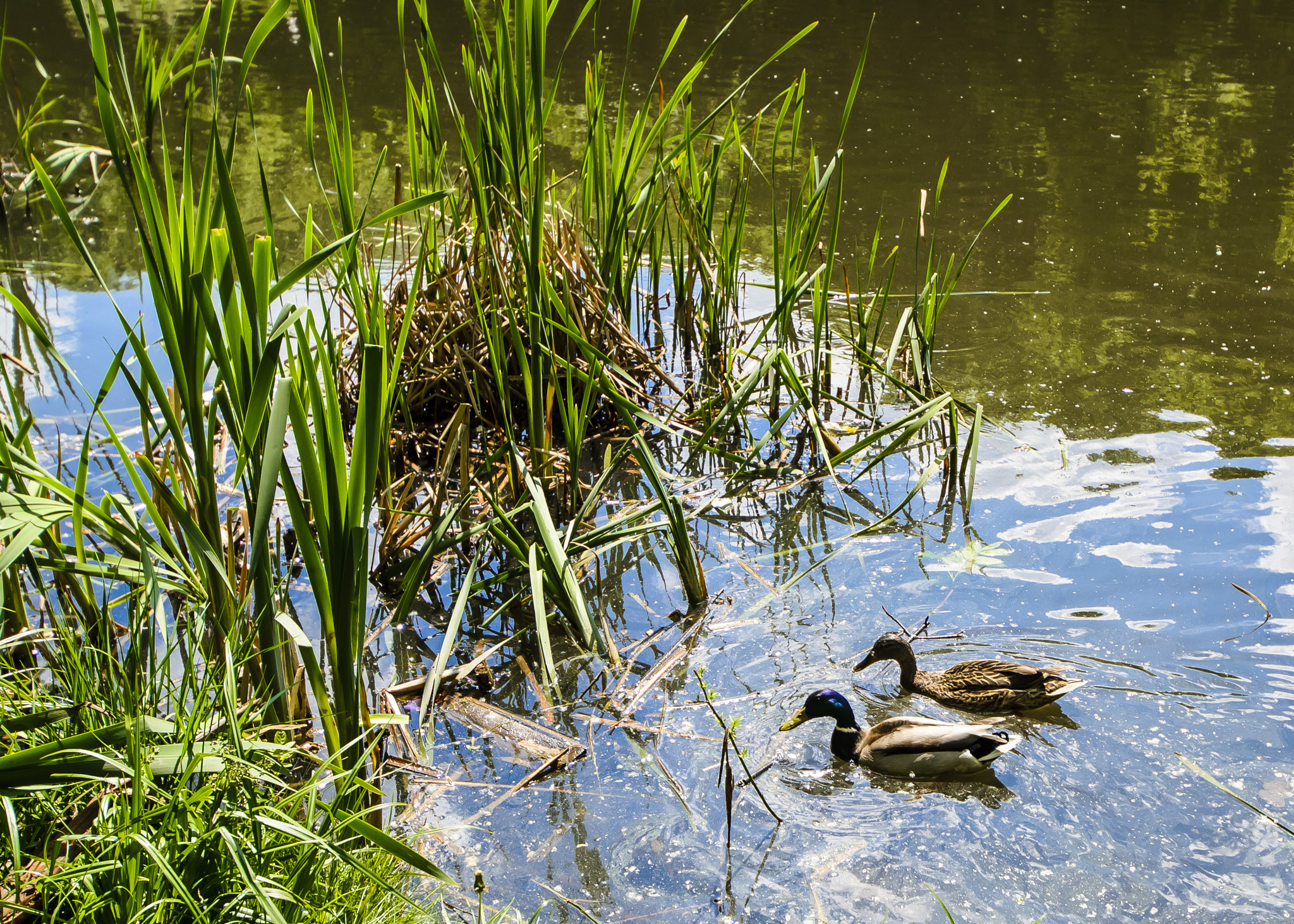Nikon D3100 sample photo. The spring in kyiv photography