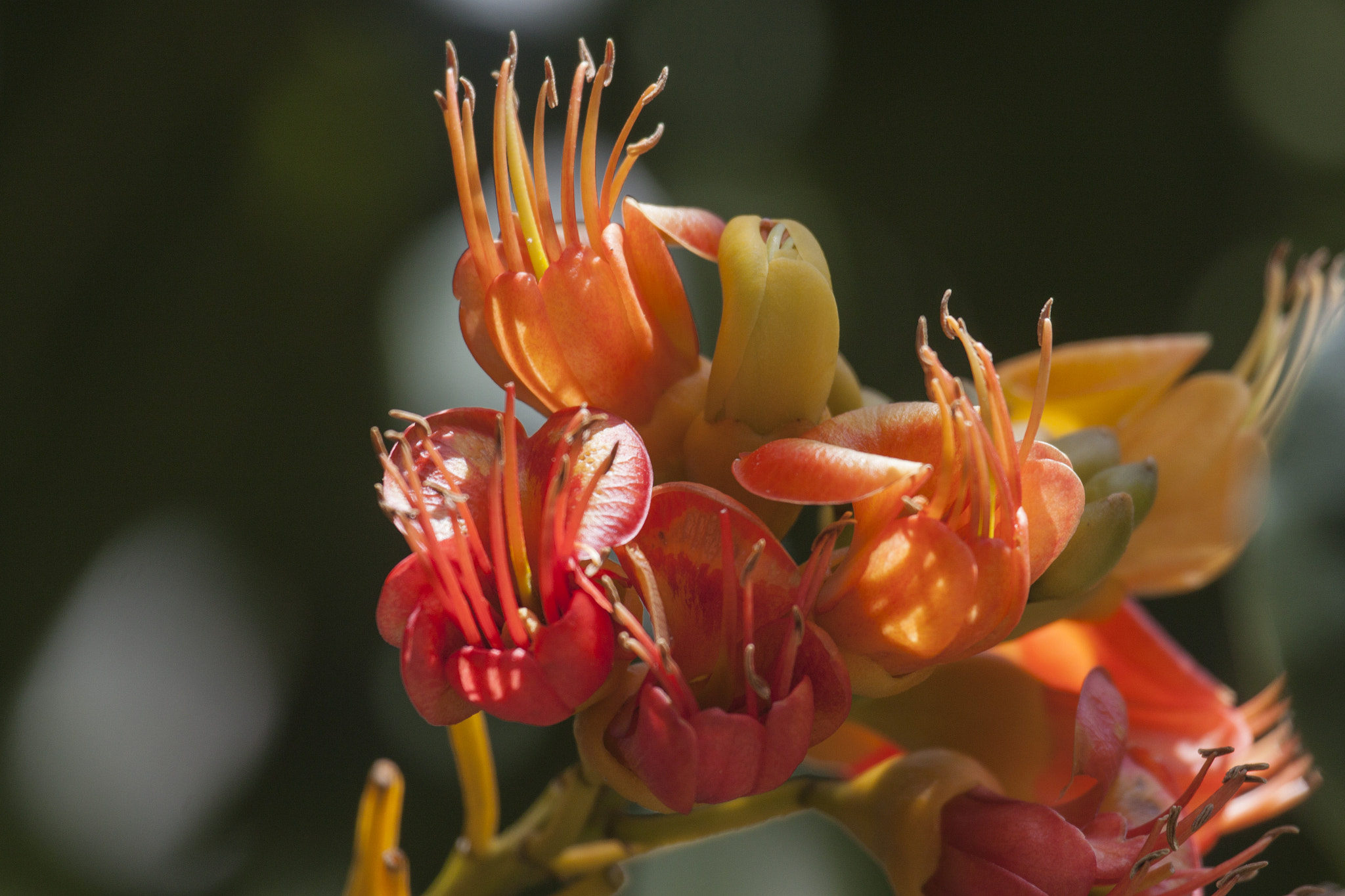 Canon EF 100-400mm F4.5-5.6L IS USM sample photo. Tree flower photography
