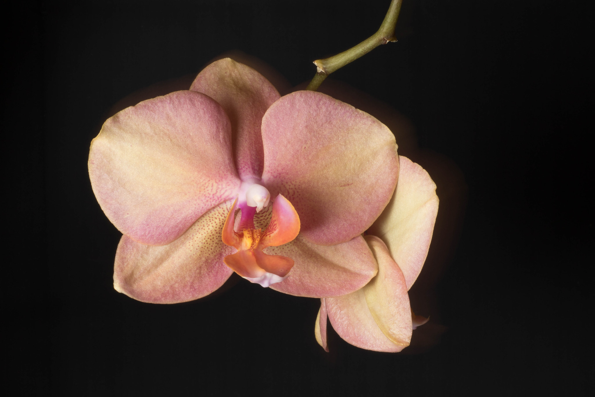 Canon EOS 7D Mark II + Canon EF 50mm F1.8 II sample photo. Pink orchid 1 photography