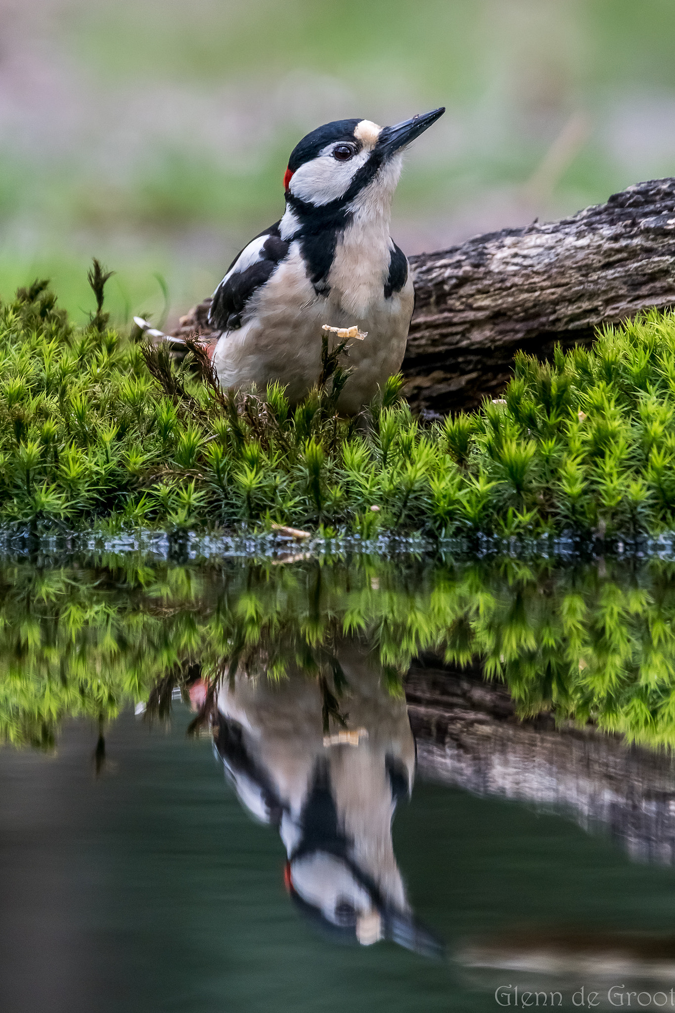 Sony ILCA-77M2 + Sony 70-400mm F4-5.6 G SSM sample photo. Woodpecker with reflection. photography