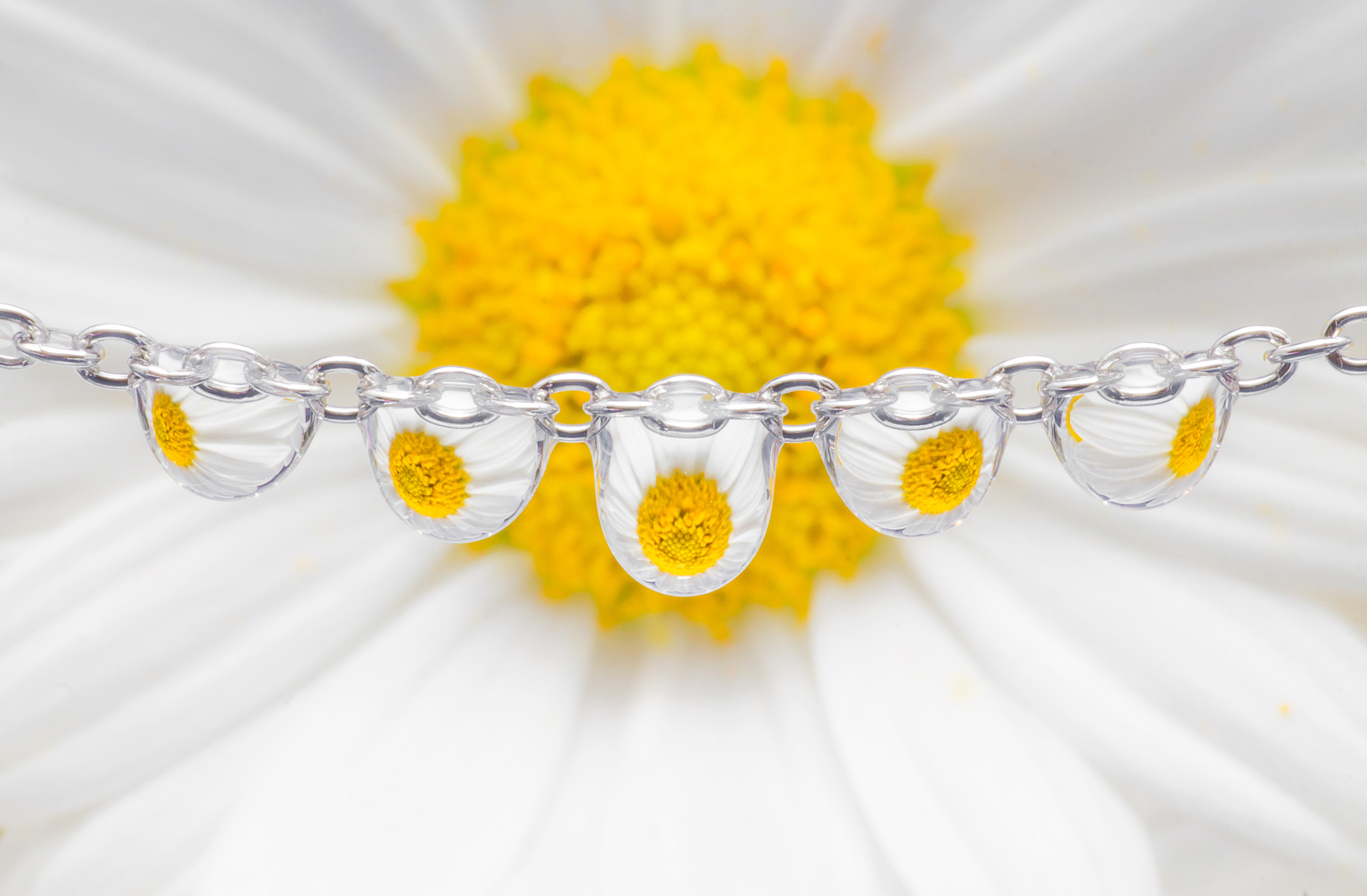Tamron SP AF 90mm F2.8 Di Macro sample photo. Daisy chain photography