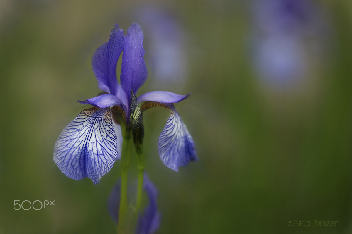 Sigma 150mm f/2.8 EX DG OS HSM APO Macro sample photo. Striking photography
