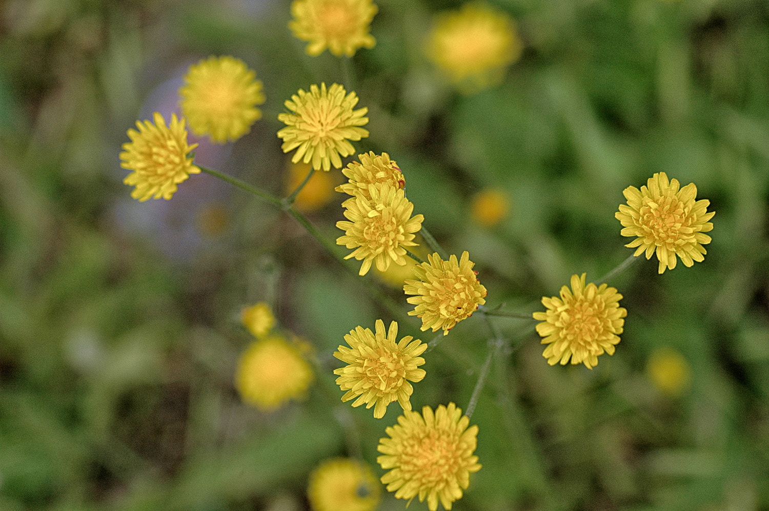 Nikon D70s + Sigma Macro 90mm F2.8 sample photo. A photography