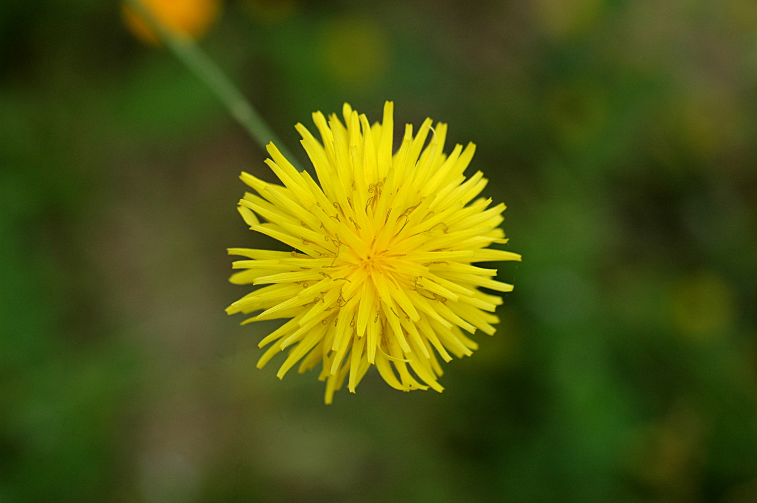 Nikon D70s + Sigma Macro 90mm F2.8 sample photo. A photography