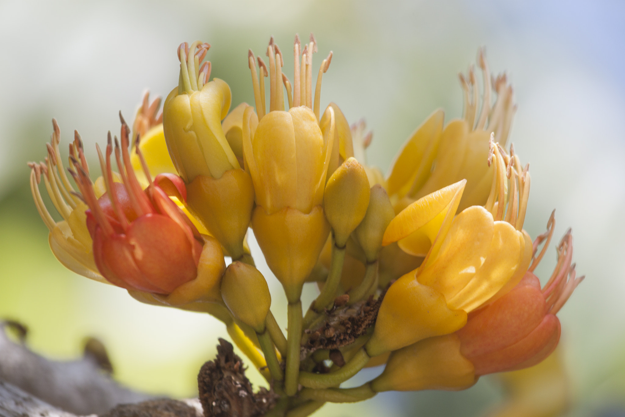 Canon EF 100-400mm F4.5-5.6L IS USM sample photo. Moreton bay chestnut flower photography
