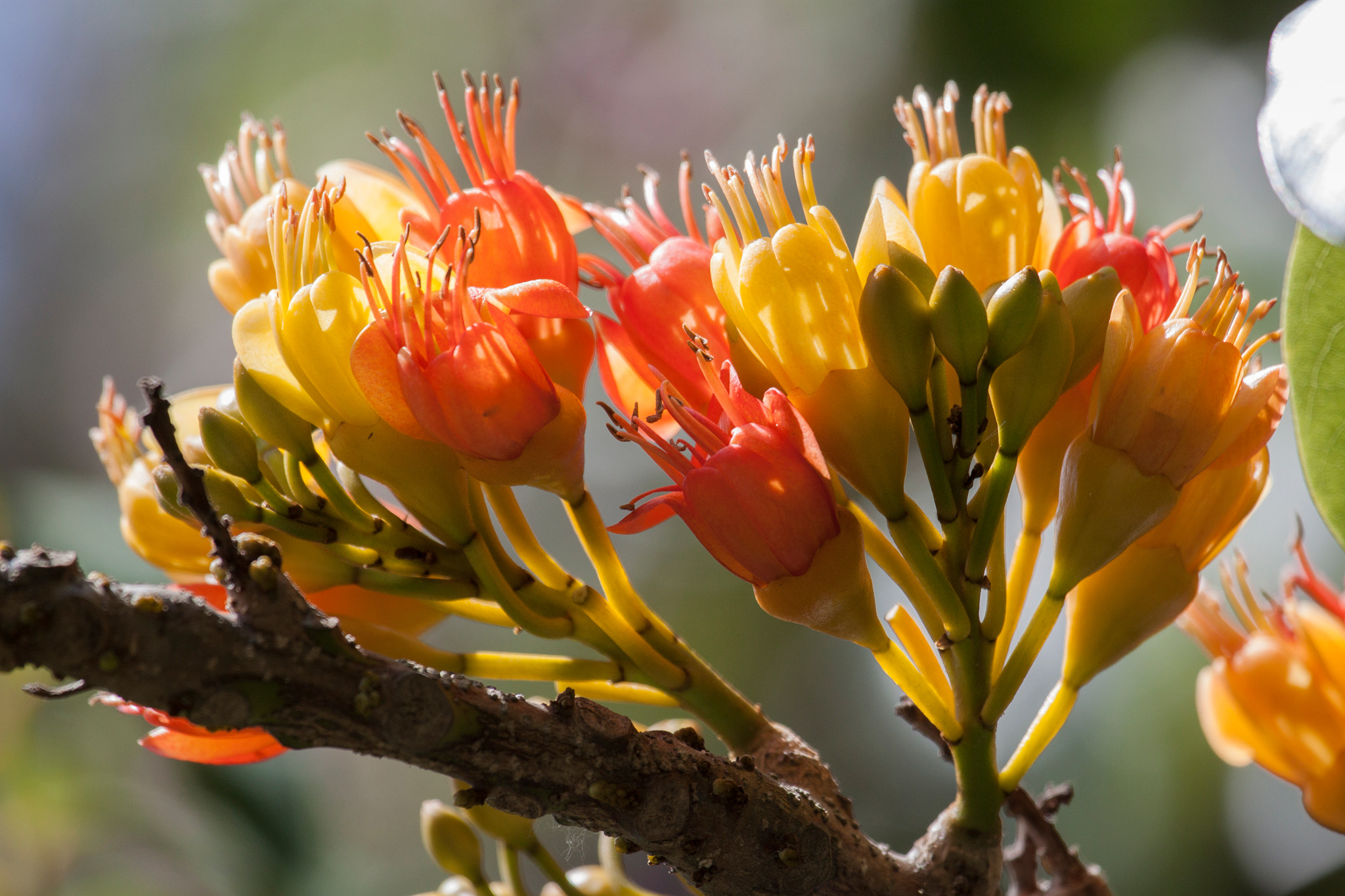Canon EF 100-400mm F4.5-5.6L IS USM sample photo. Moreton bay chestnut flower photography