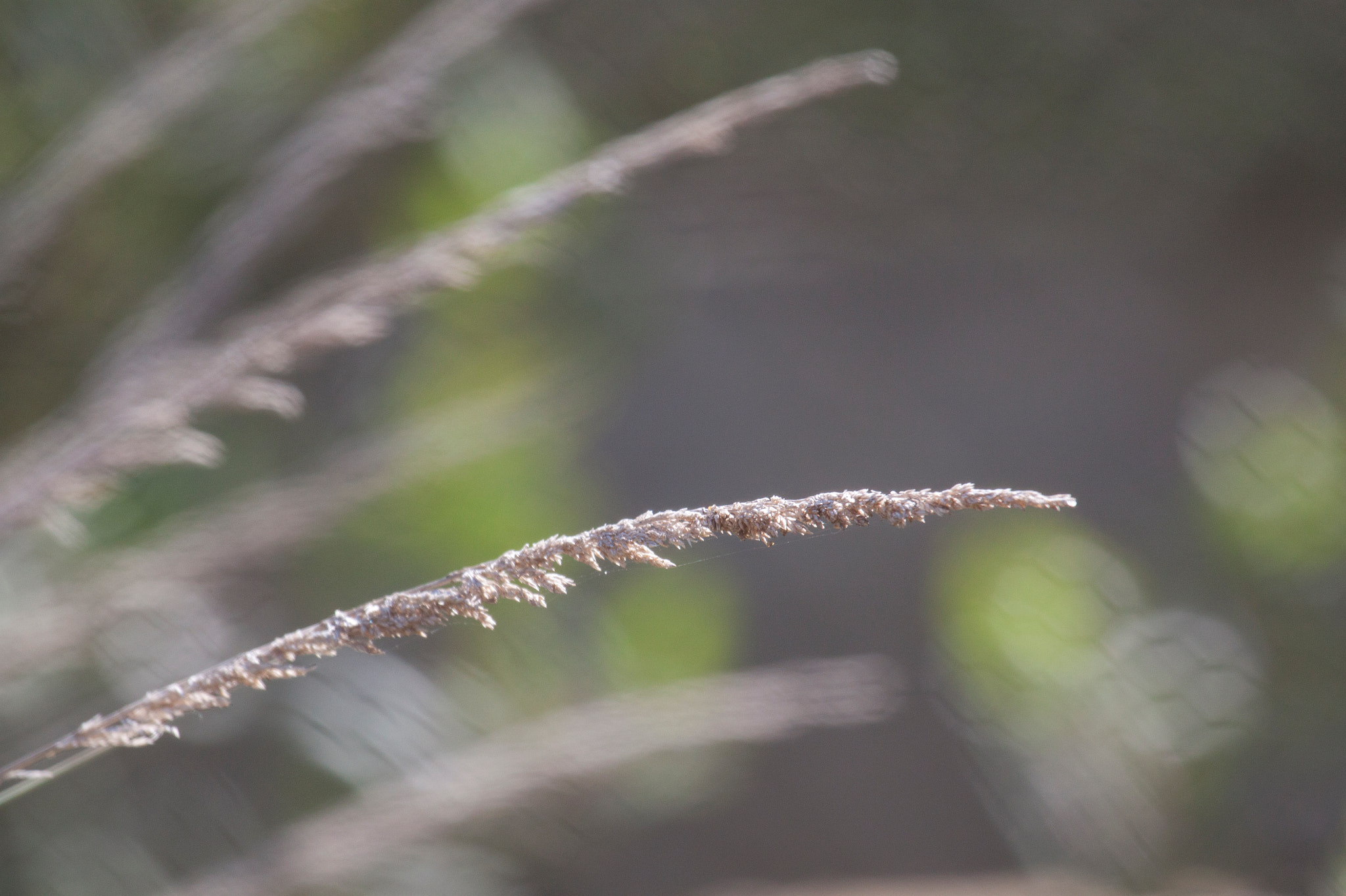 Canon EF 100-400mm F4.5-5.6L IS USM sample photo. Grass flower photography