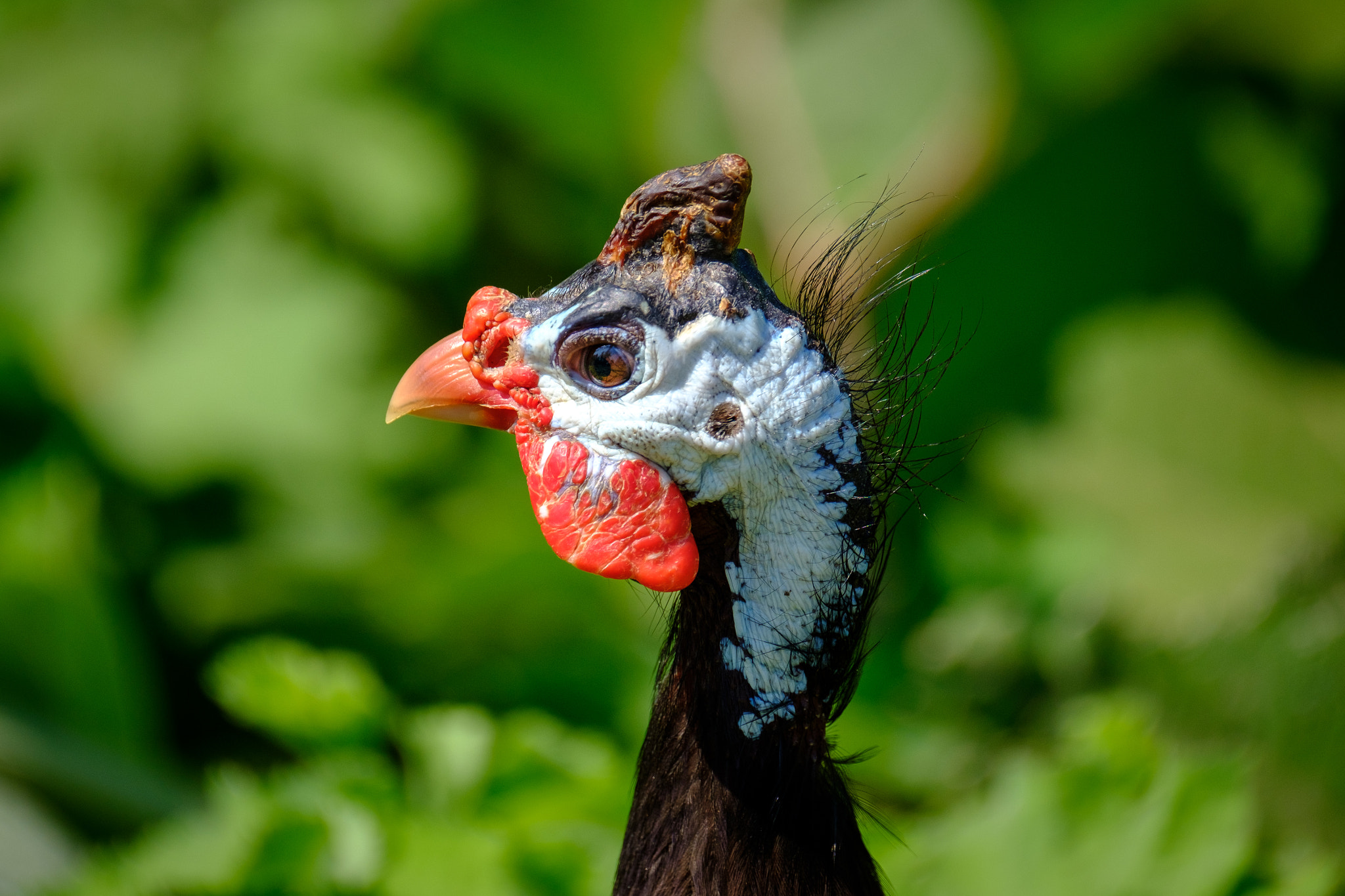Fujifilm XF 100-400mm F4.5-5.6 R LM OIS WR sample photo. Guineafowl photography