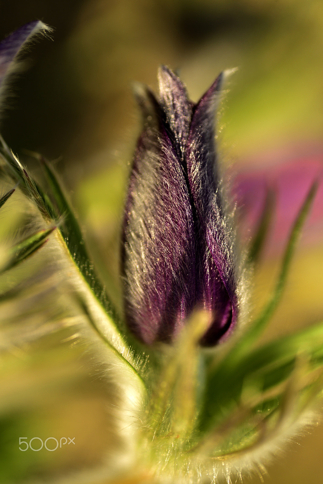 Tamron SP AF 90mm F2.8 Di Macro sample photo. Pasque photography