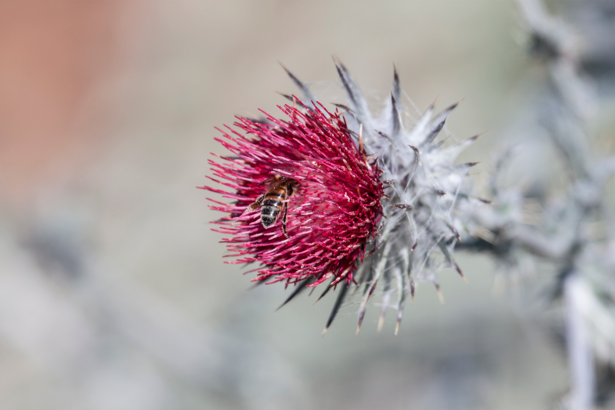 Canon EF 100-400mm F4.5-5.6L IS USM sample photo. Thistle flower and bee photography