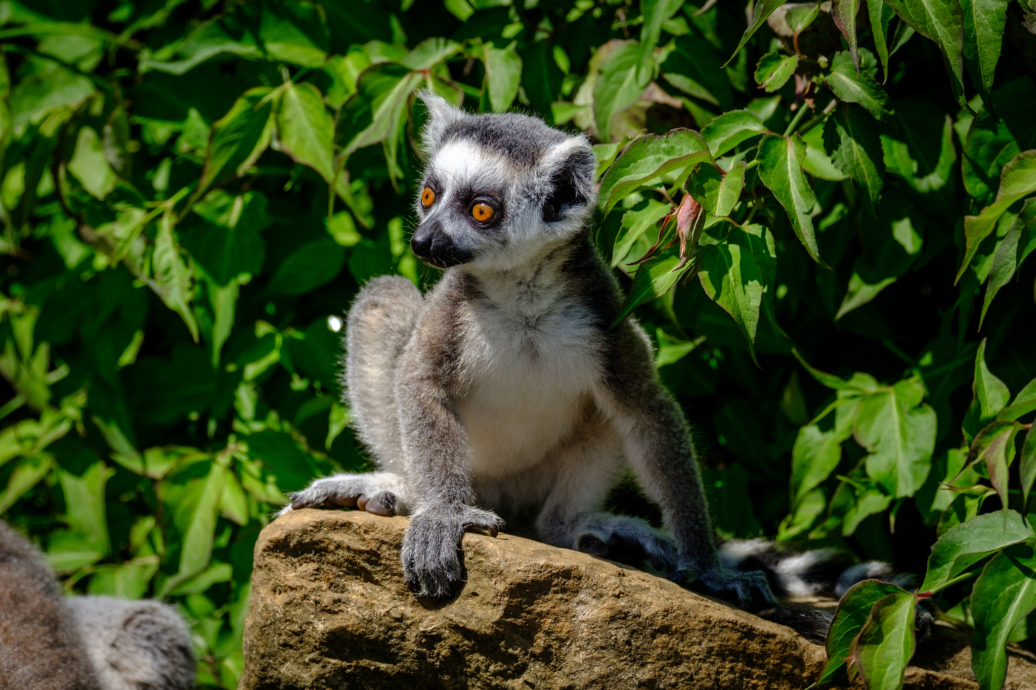 Fujifilm XF 100-400mm F4.5-5.6 R LM OIS WR sample photo. Lemur photography