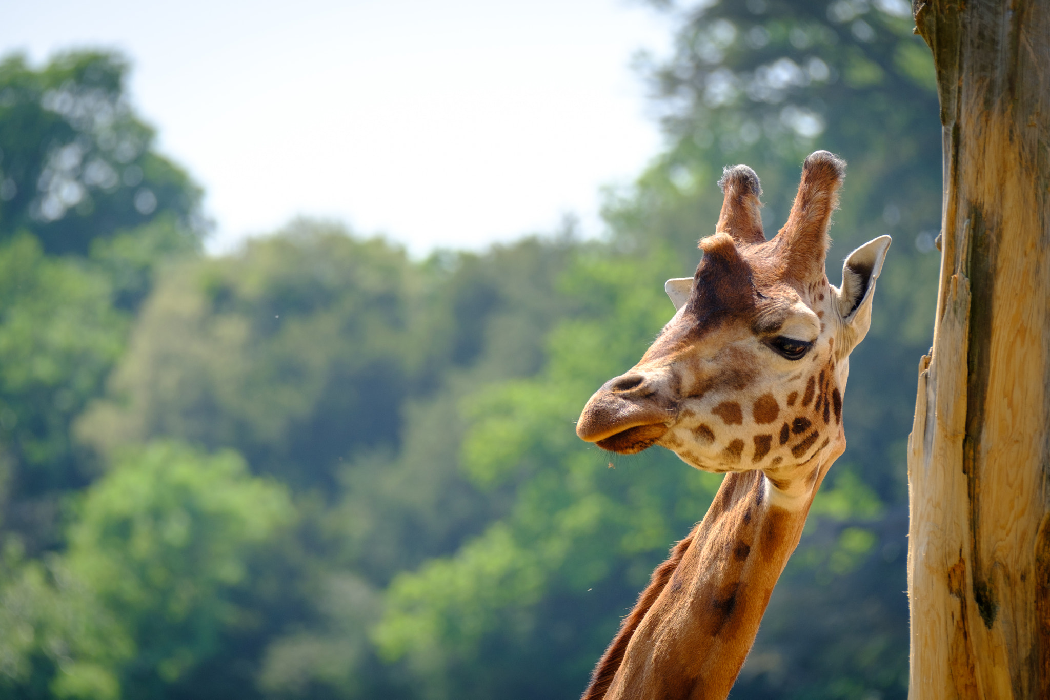Fujifilm XF 100-400mm F4.5-5.6 R LM OIS WR sample photo. Giraffe photography