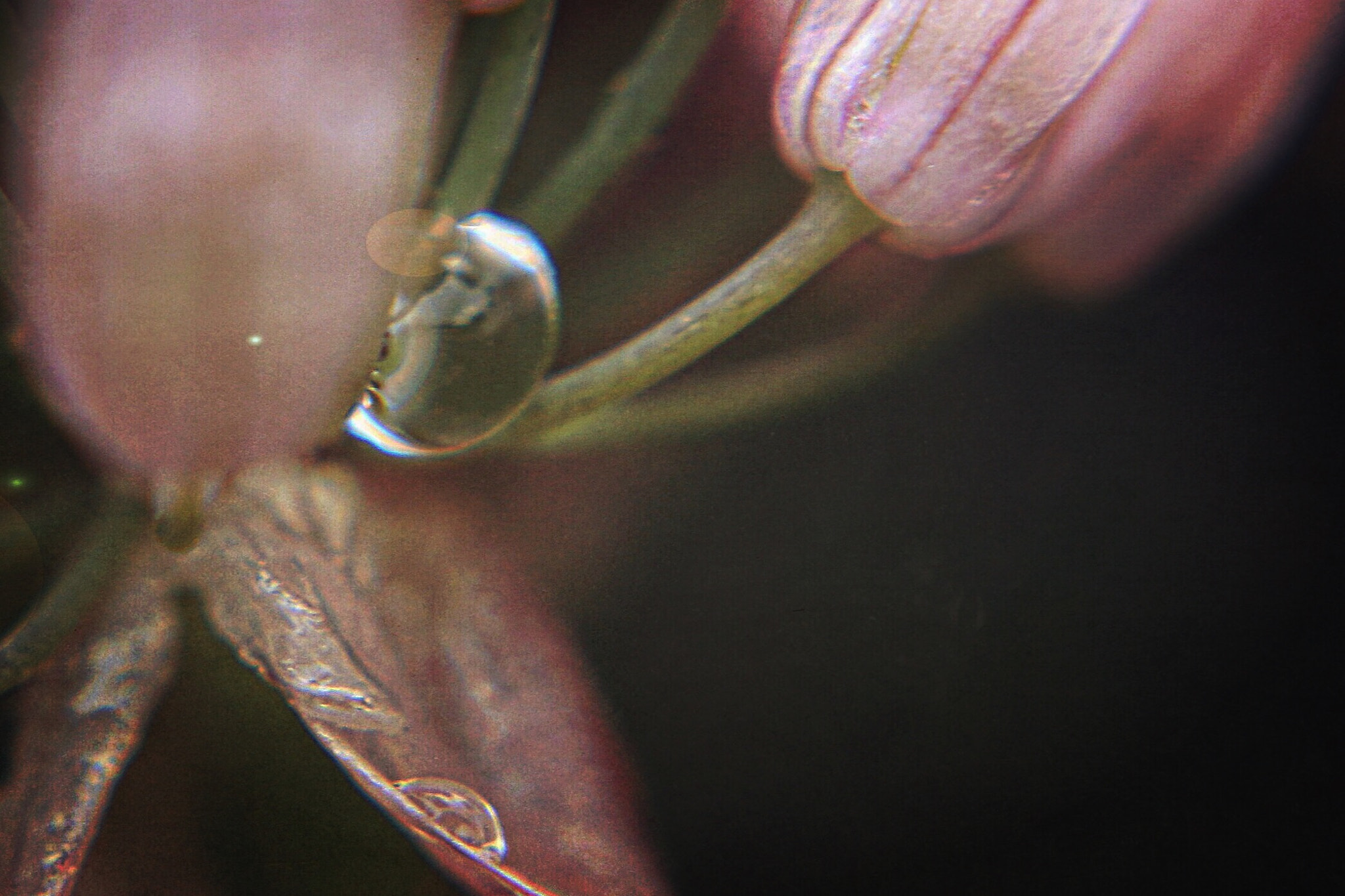 Canon EF-S 18-55mm F3.5-5.6 IS sample photo. .s p r i n g • s h o w e r s. photography