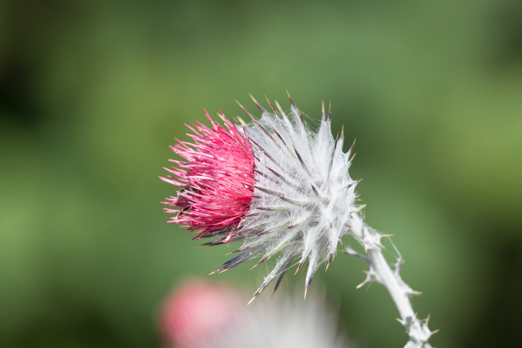 Canon EF 100-400mm F4.5-5.6L IS USM sample photo. Thistle flower and bee photography