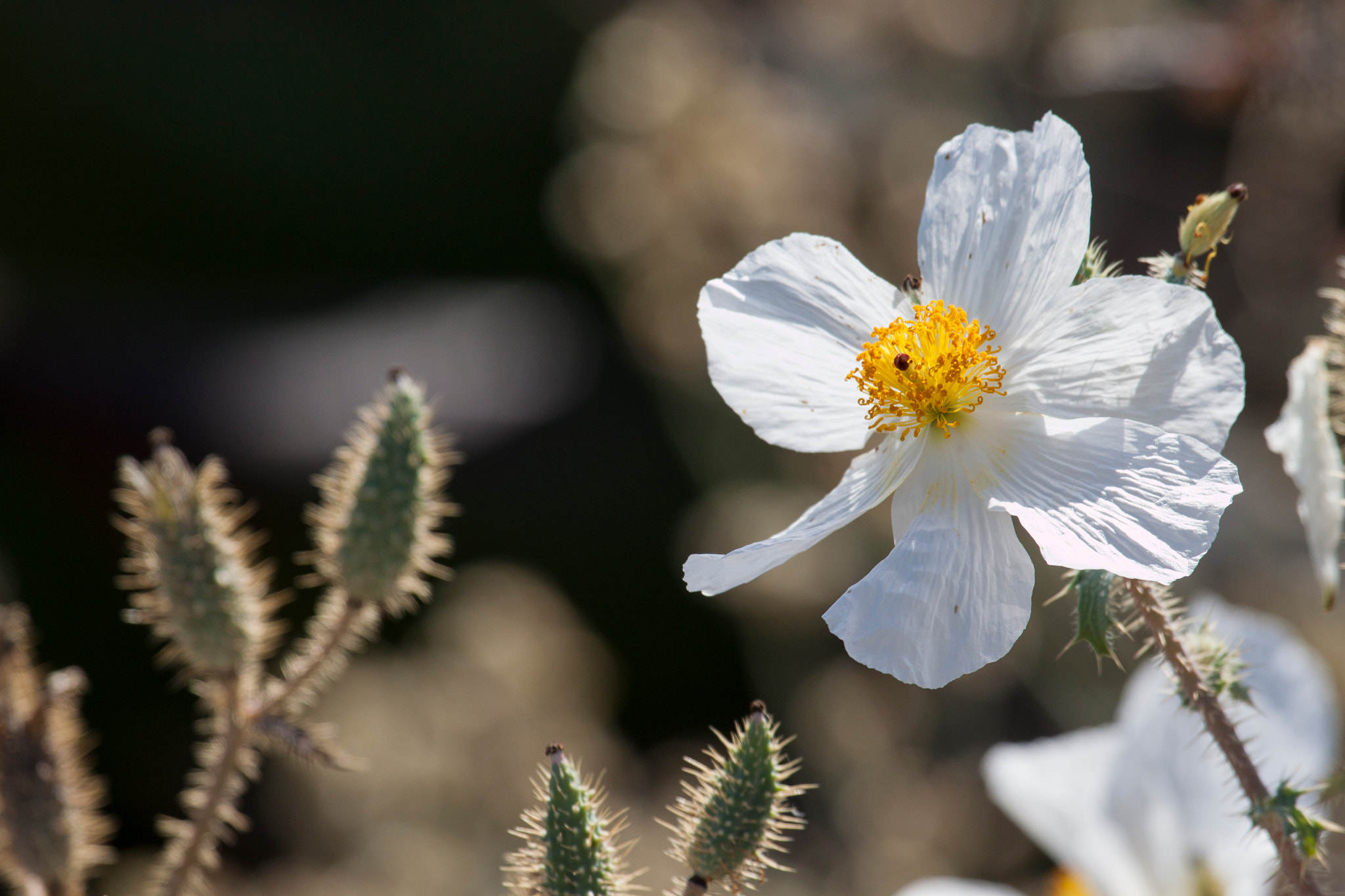 Canon EF 100-400mm F4.5-5.6L IS USM sample photo. White flower photography
