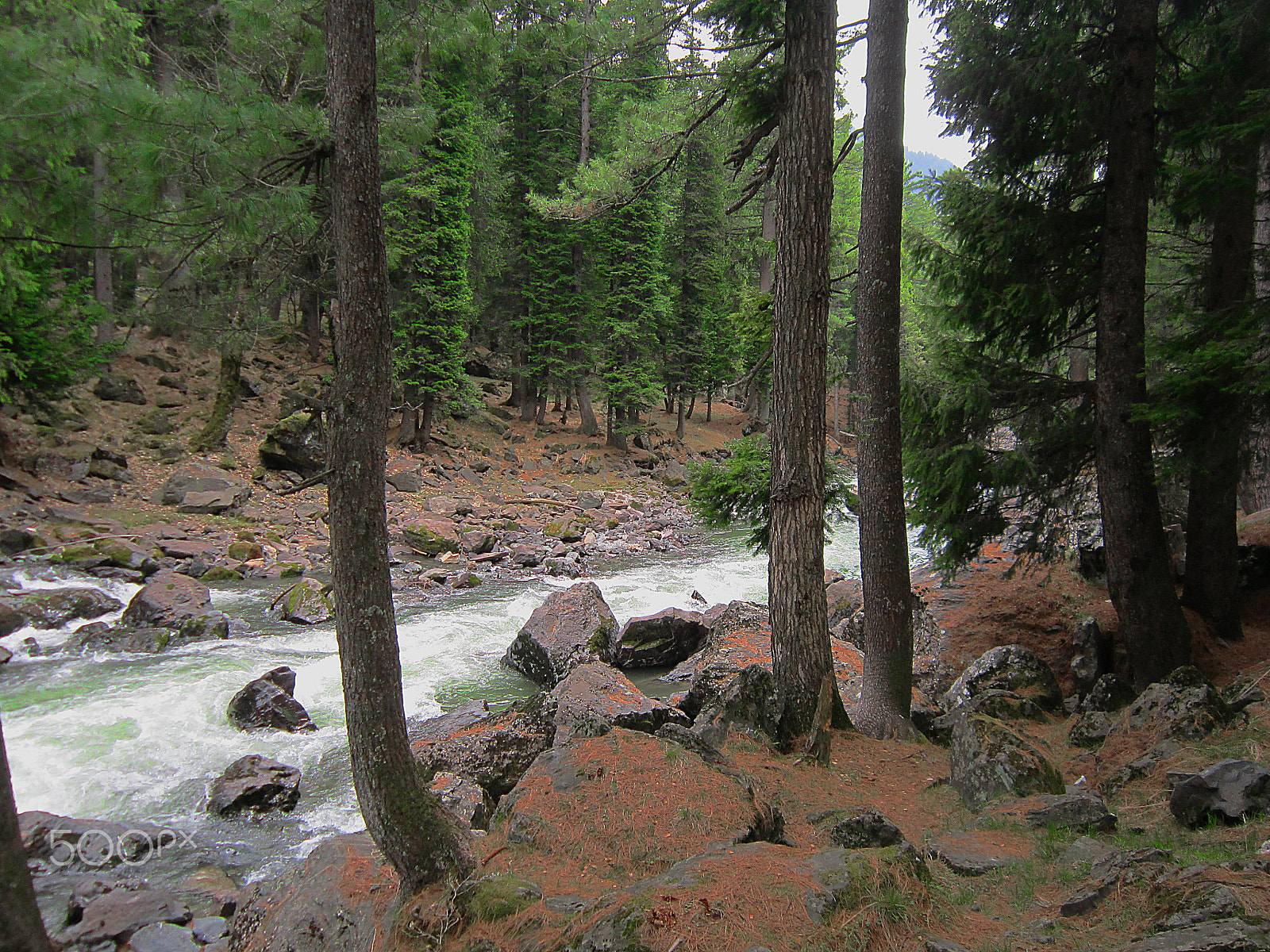 Canon PowerShot A3200 IS sample photo. Brook through the forest photography