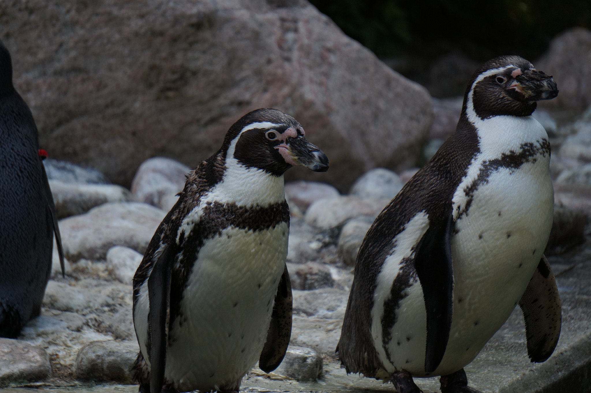 Sony E 55-210mm F4.5-6.3 OSS sample photo. Penguins photography