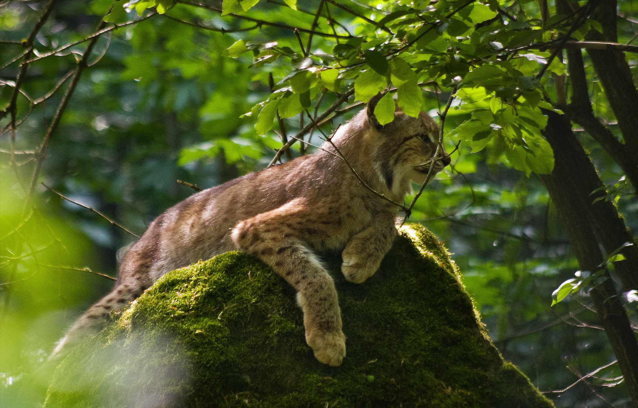 Pentax smc DA 55-300mm F4.0-5.8 ED sample photo. Lynx photography