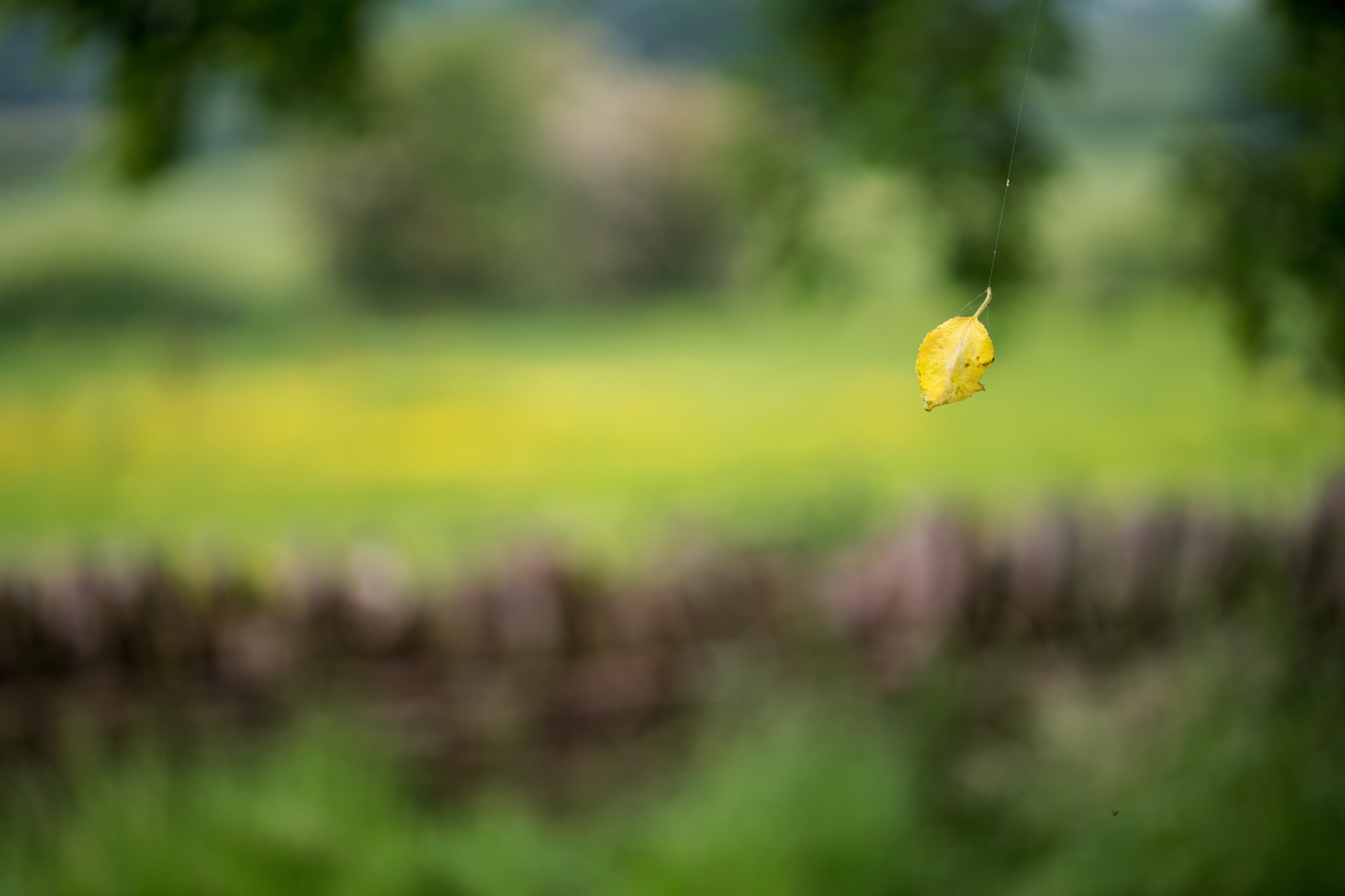 Sony a7R II + Canon EF 100mm F2.8L Macro IS USM sample photo. Suspended photography