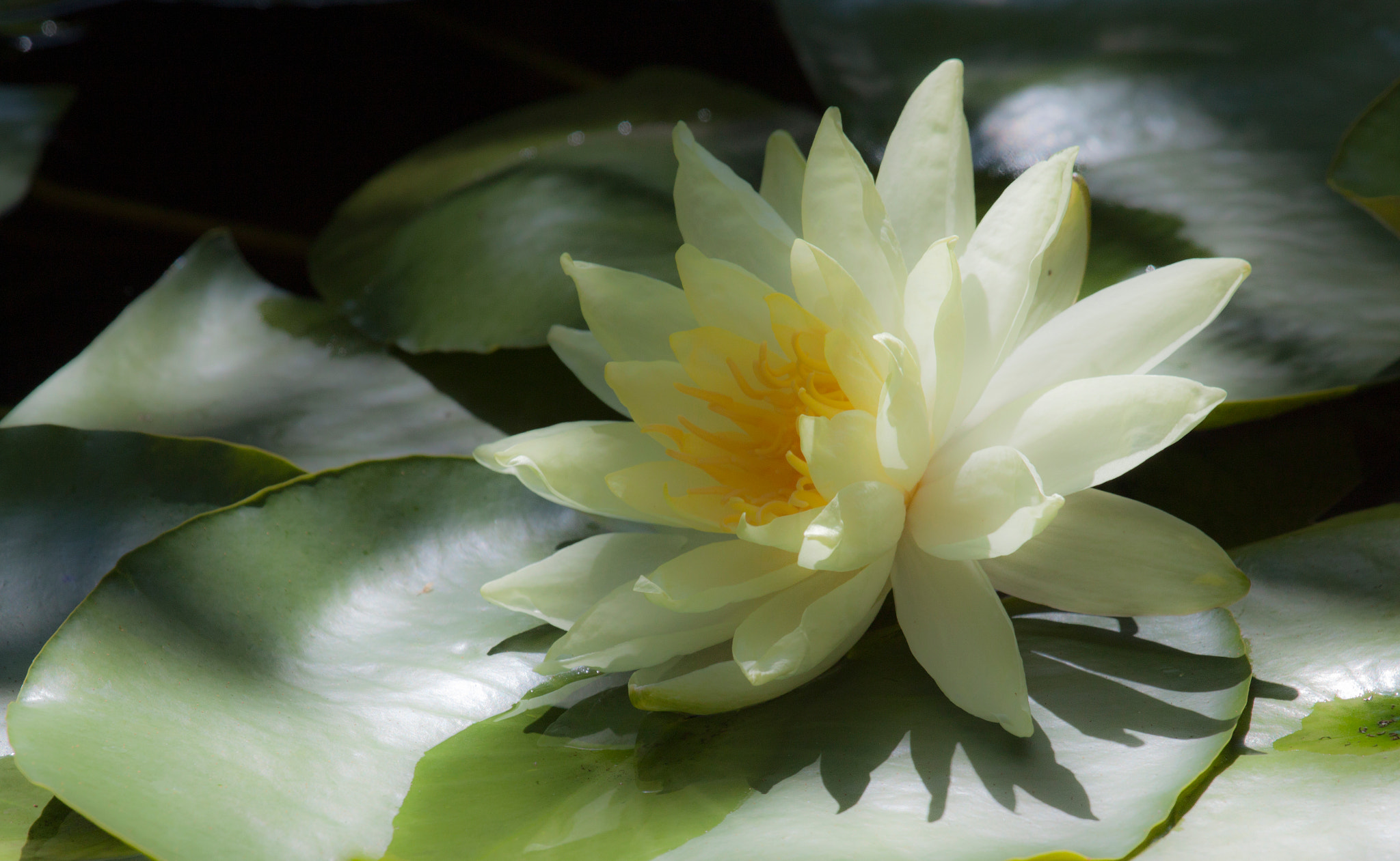 Canon EF 100-400mm F4.5-5.6L IS USM sample photo. Lotus flower photography