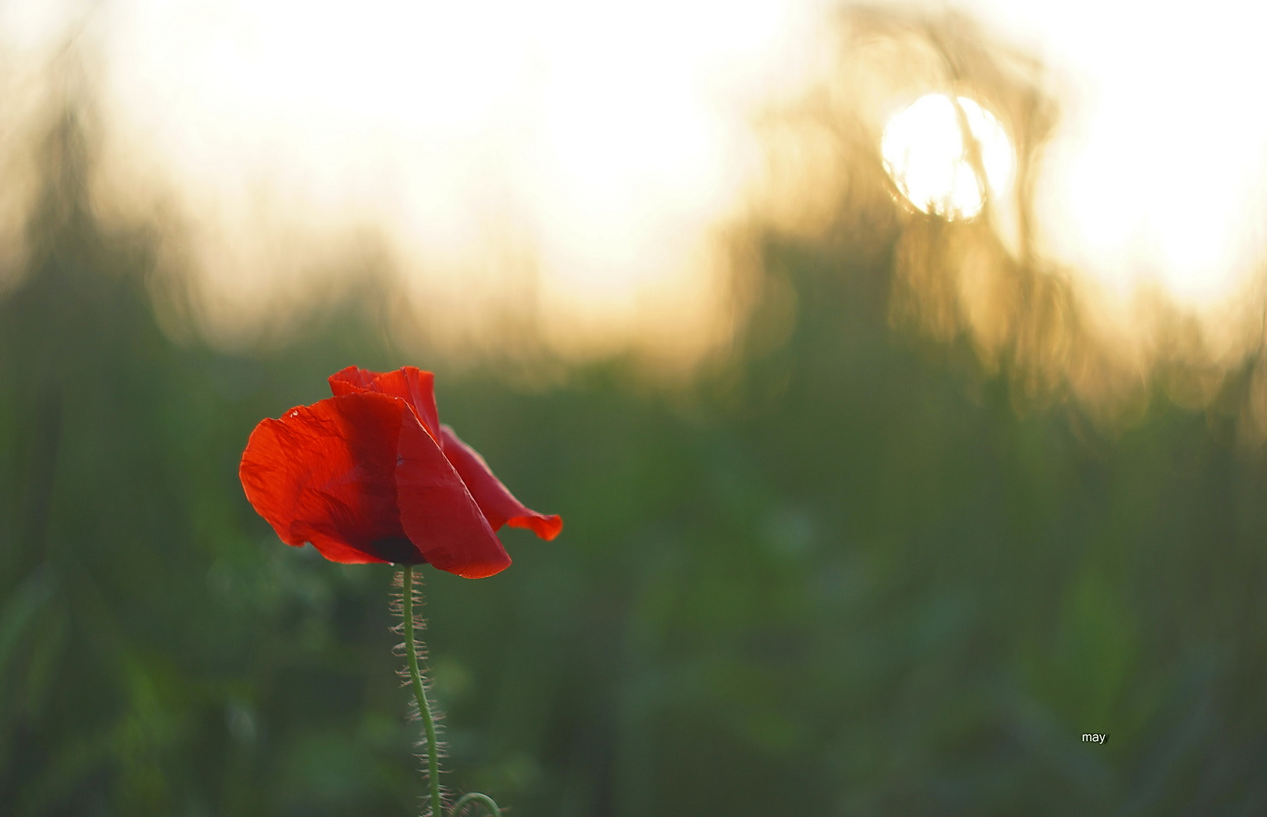 Sony SLT-A65 (SLT-A65V) + Minolta AF 50mm F1.7 sample photo. At sunset.. photography