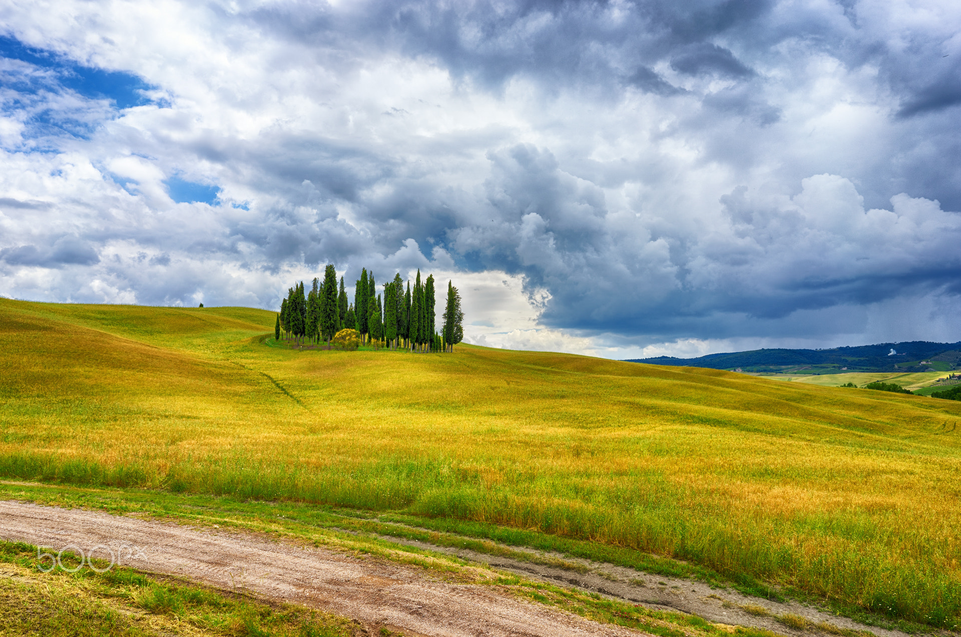 Boschetto di cipressi