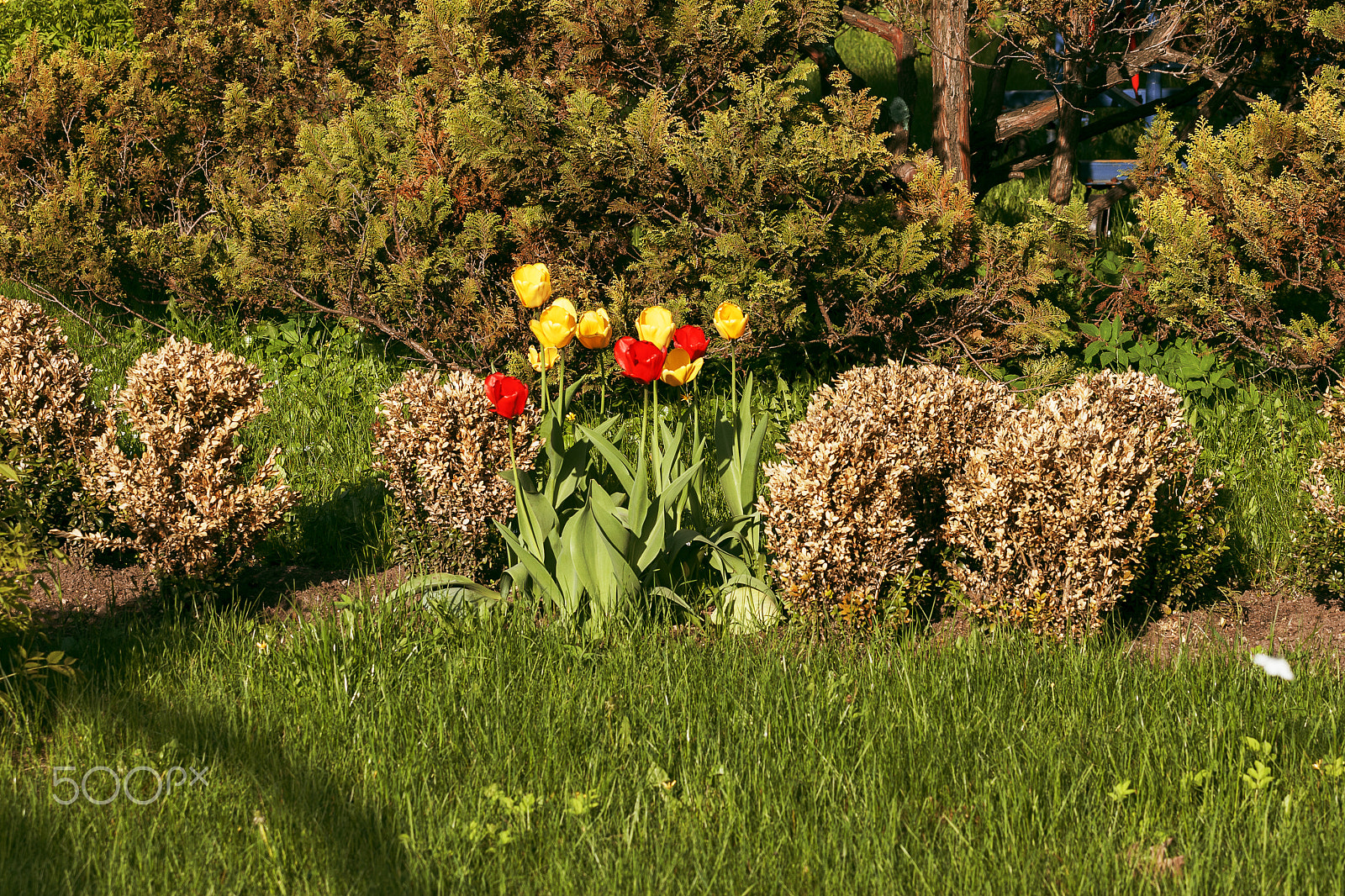 Canon EOS-1D Mark II sample photo. в Сокольниках photography