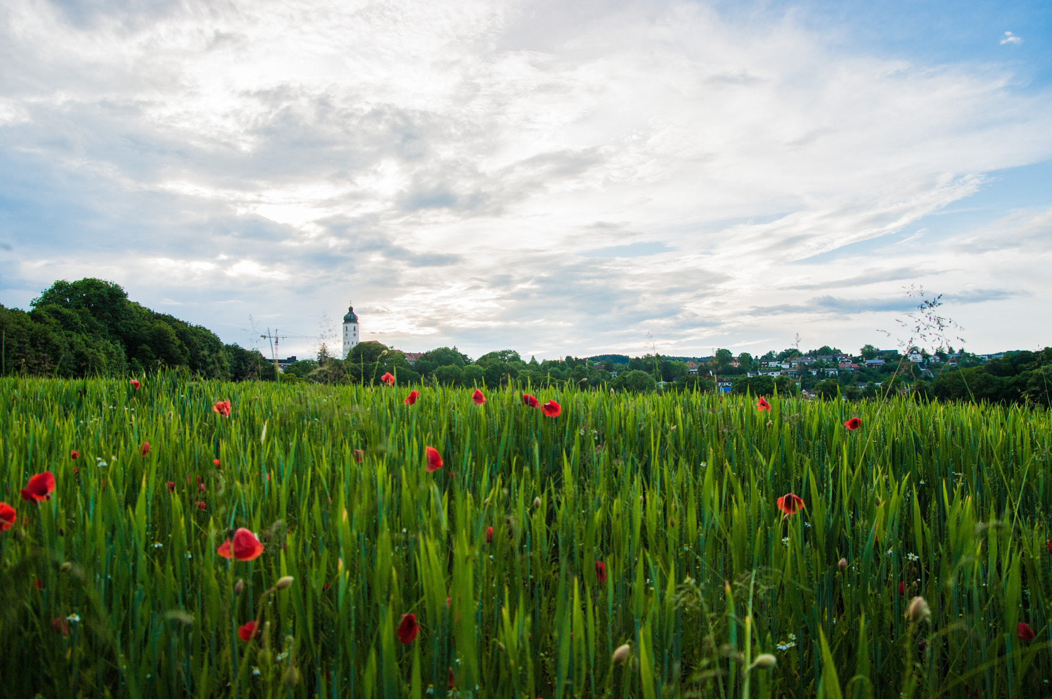 Pentax K20D sample photo. Poppy flowers photography