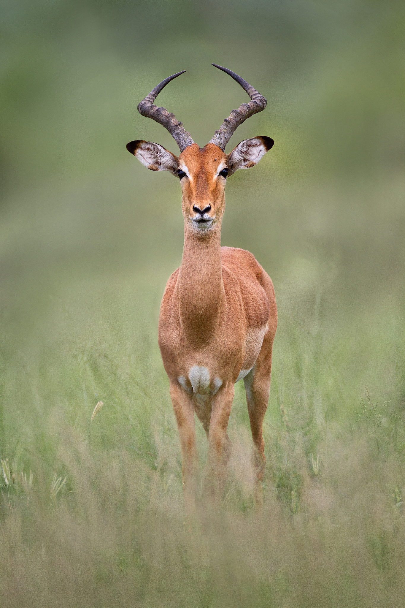 Canon EOS 7D + Canon EF 600mm f/4L IS sample photo. Impala photography