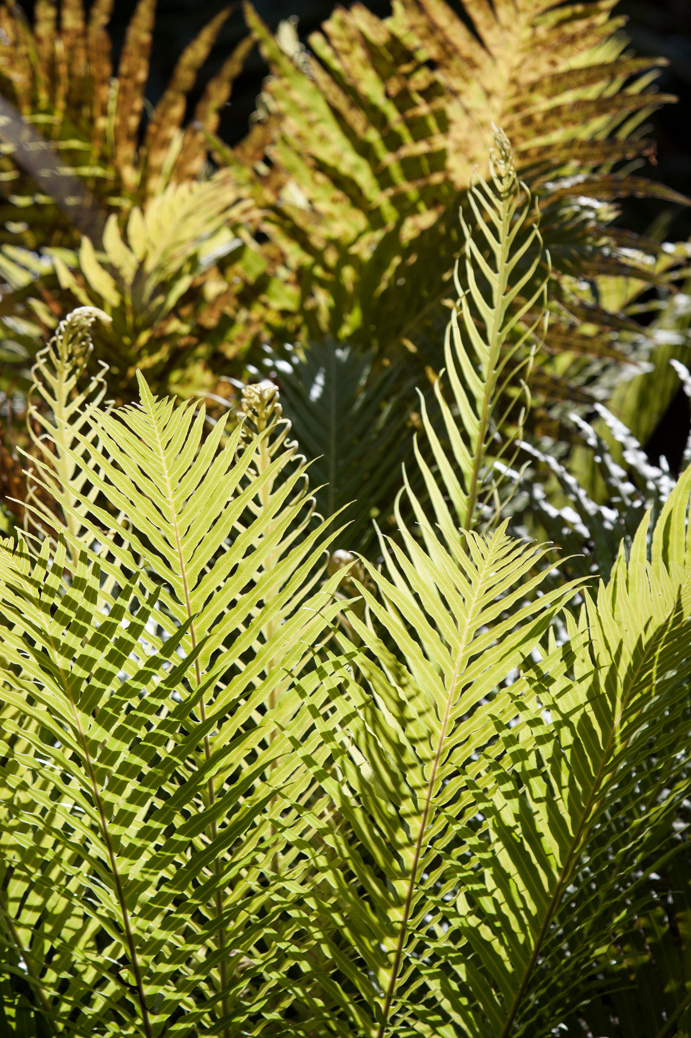 Canon EF 100-400mm F4.5-5.6L IS USM sample photo. Fern photography