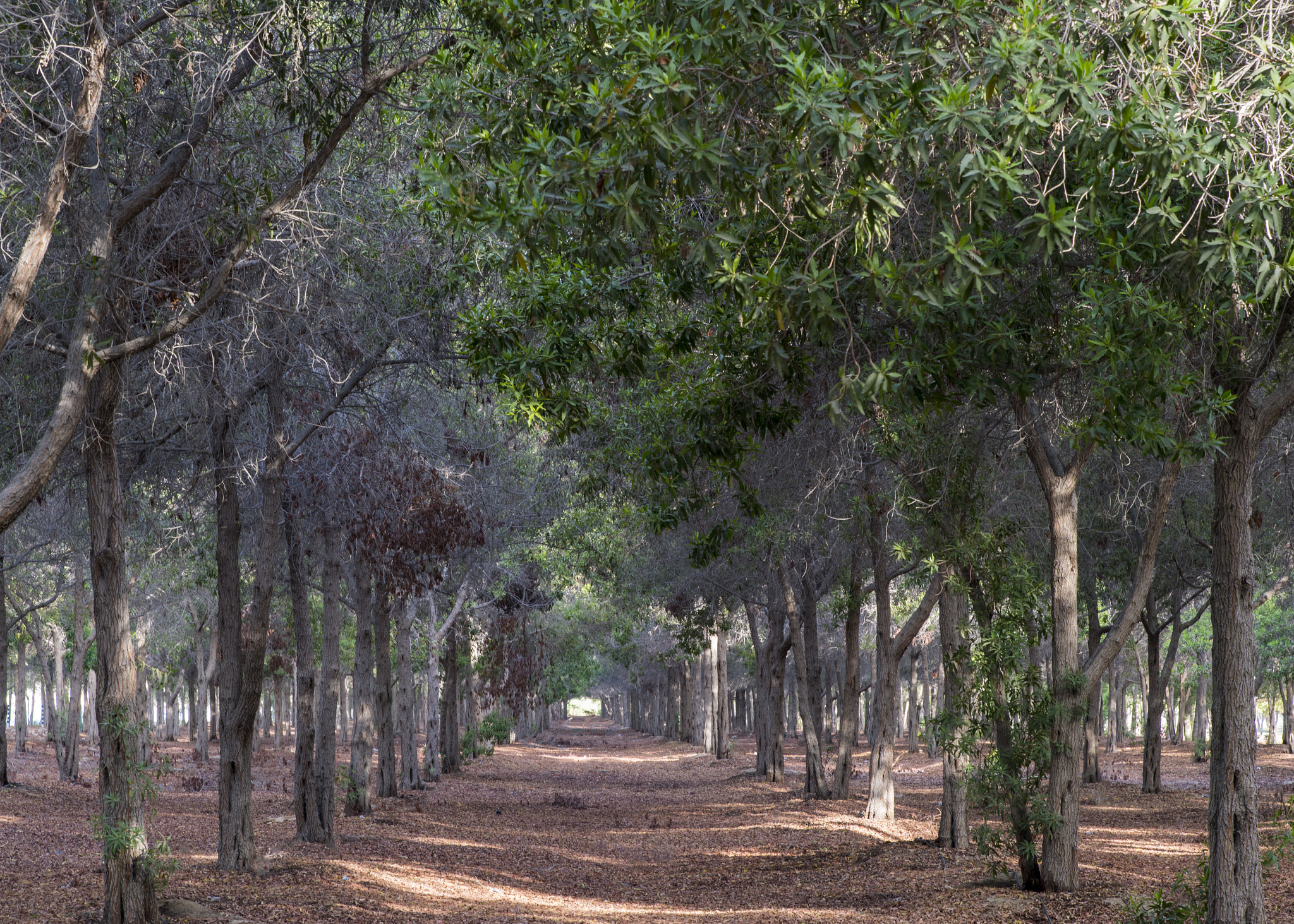 Nikon D5 sample photo. Wild photography