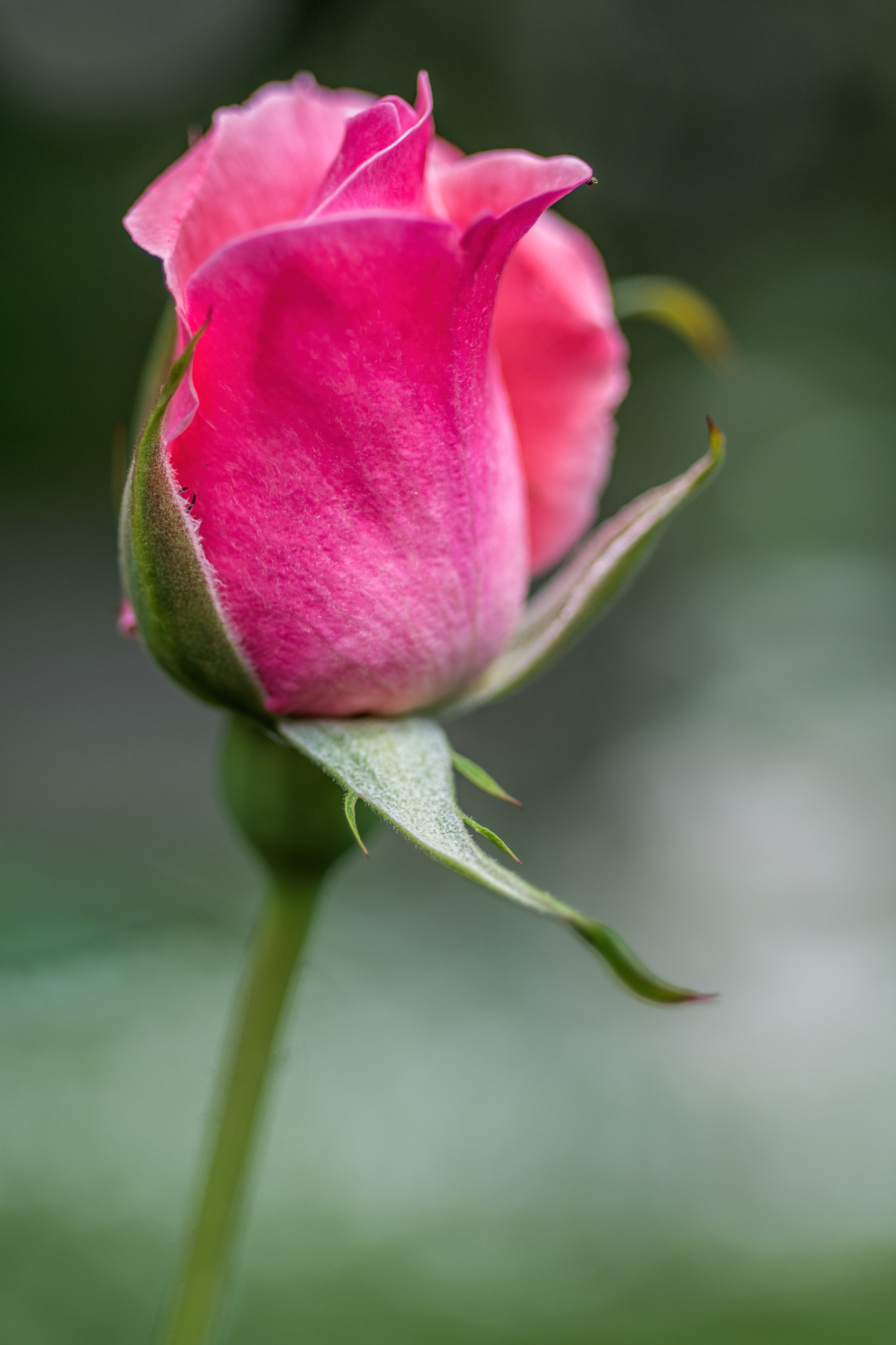 Nikon D7200 + Nikon AF Micro-Nikkor 60mm F2.8D sample photo. Tea rose photography