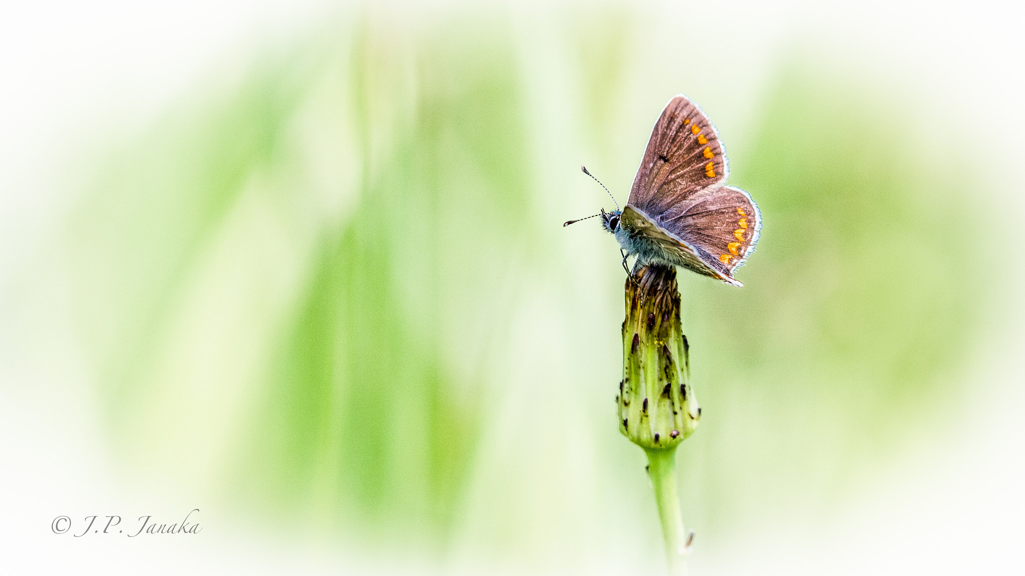 Canon EF 100-400mm F4.5-5.6L IS II USM sample photo. Polyommatus coridon photography