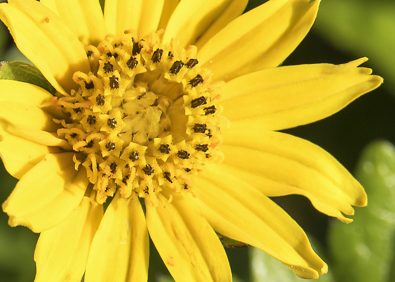Nikon D5 sample photo. Yellow flower photography
