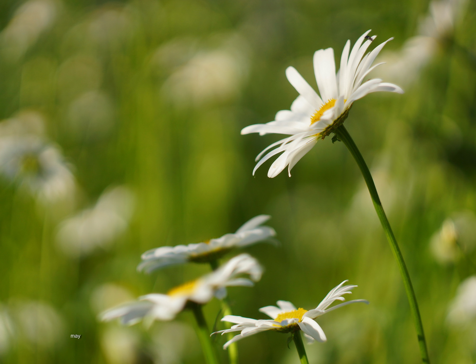 Sony SLT-A65 (SLT-A65V) + Minolta AF 50mm F1.7 sample photo. Chamomile mood.. photography