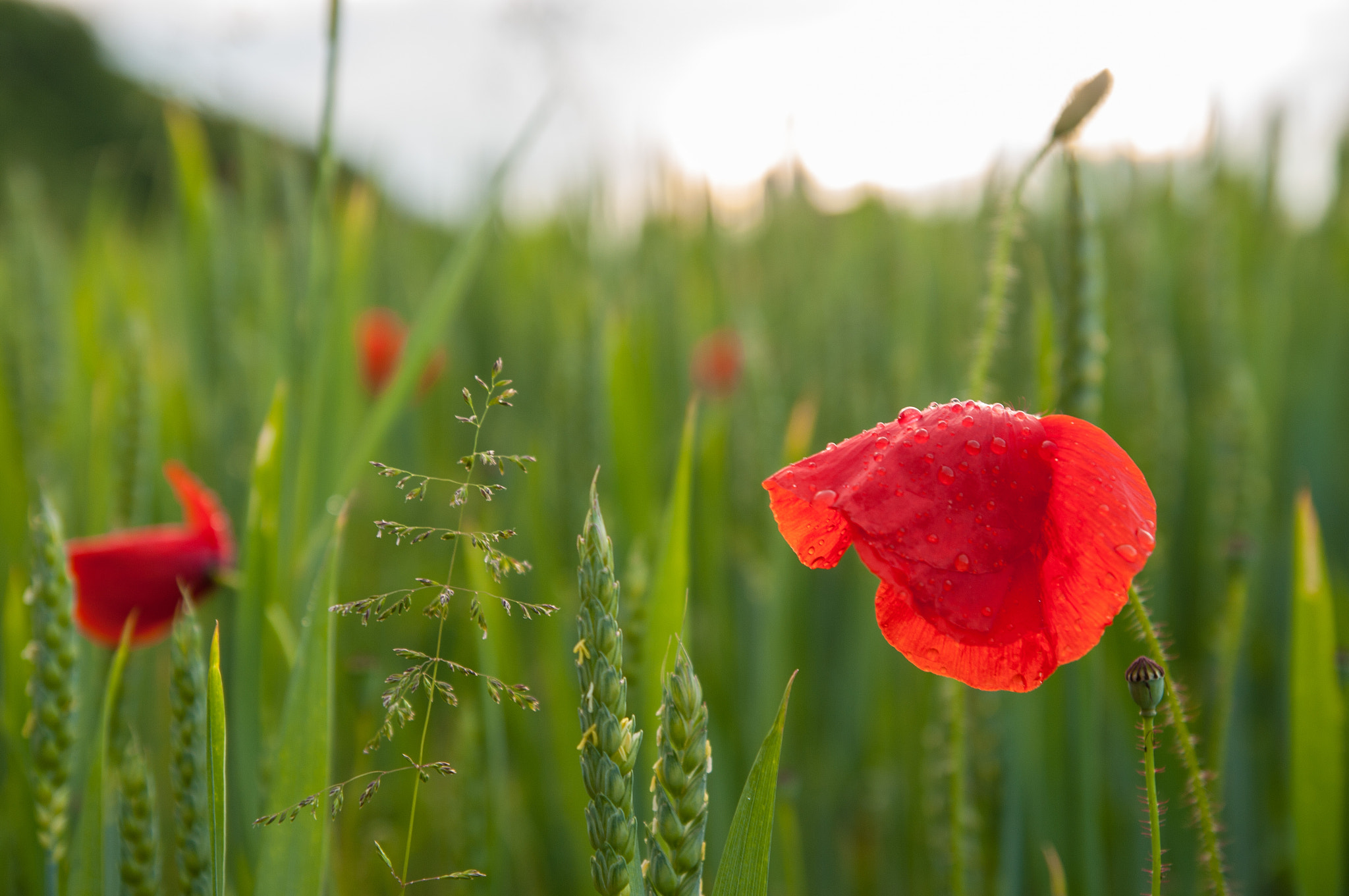 Pentax K20D sample photo. Poppy flowers photography