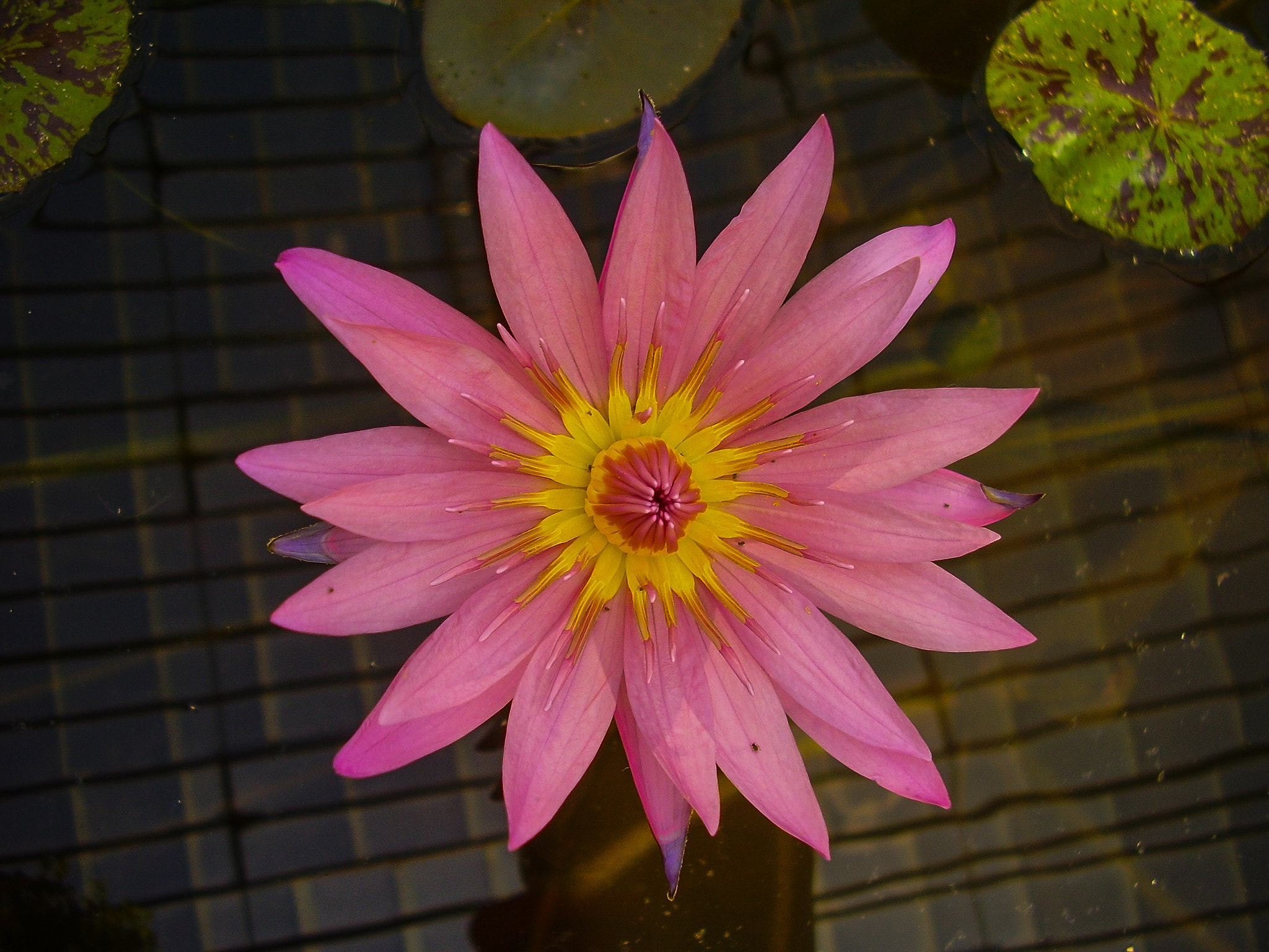 Olympus FE115,X715 sample photo. Palermo: flower in the orto botanico di palermo photography