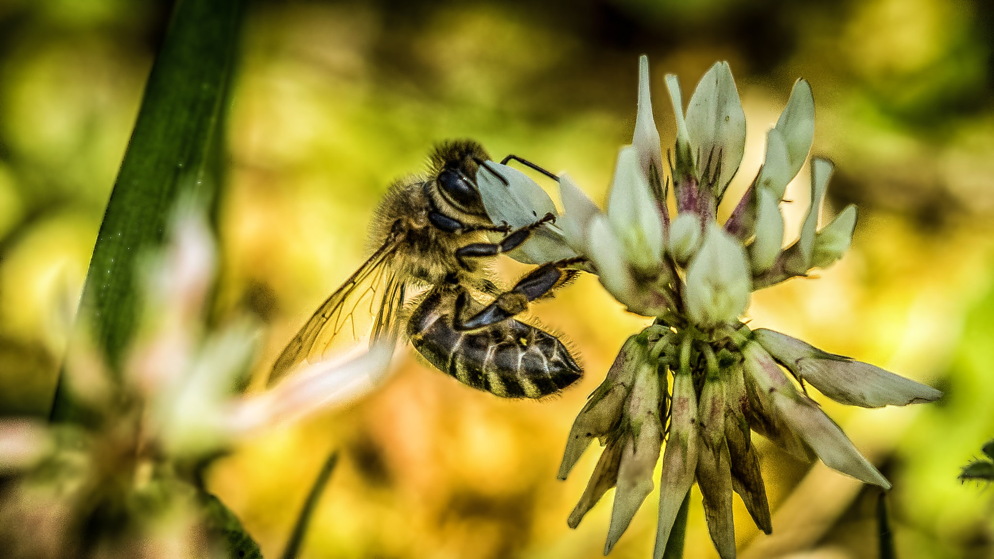Canon EF 100-400mm F4.5-5.6L IS II USM sample photo. Busy bee photography