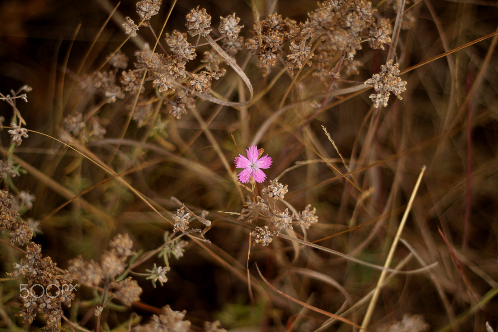 Canon EOS 500D (EOS Rebel T1i / EOS Kiss X3) + Canon EF 50mm F1.8 II sample photo. Autumn flowers: dianthus campestris photography