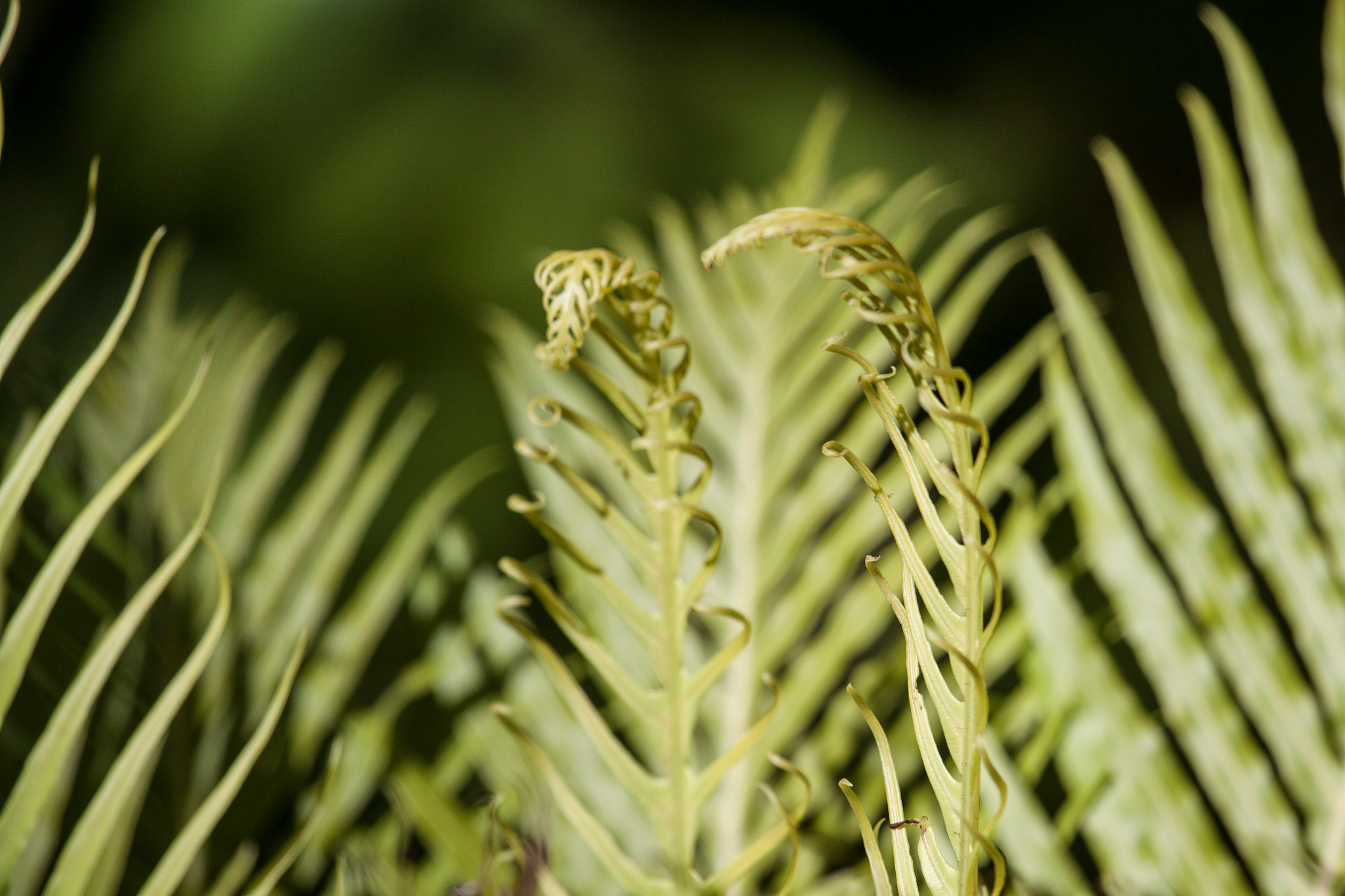 Canon EF 100-400mm F4.5-5.6L IS USM sample photo. Fern photography