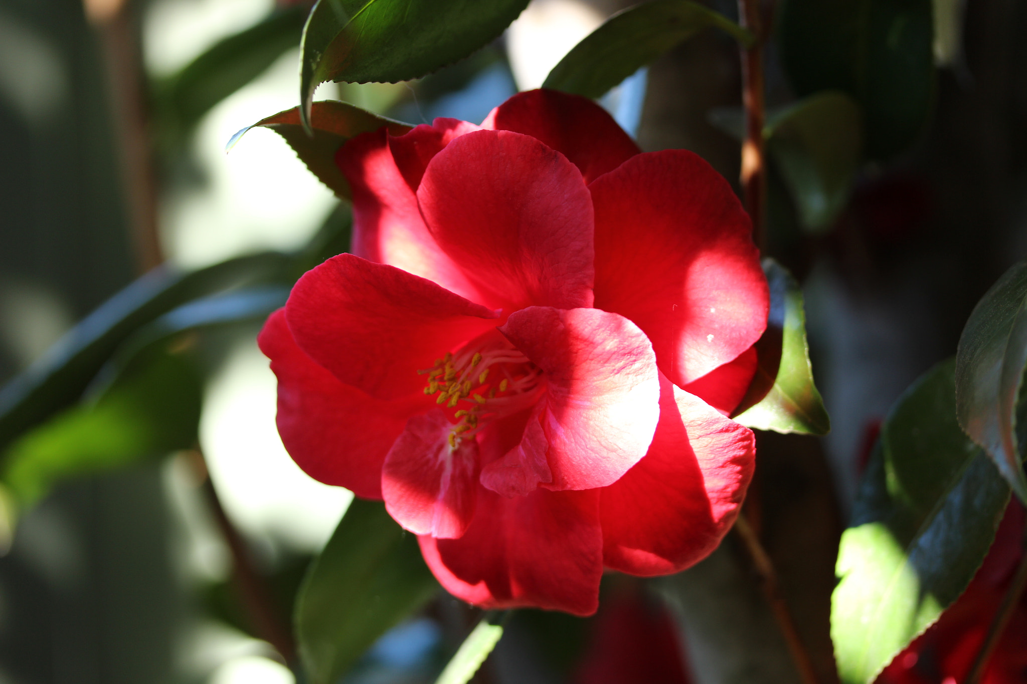 Canon EF-S 60mm F2.8 Macro USM sample photo. Flower photography
